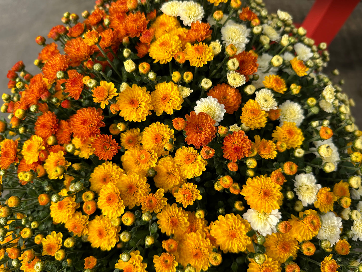 GARDEN MUMS COMBO CANDY CORN