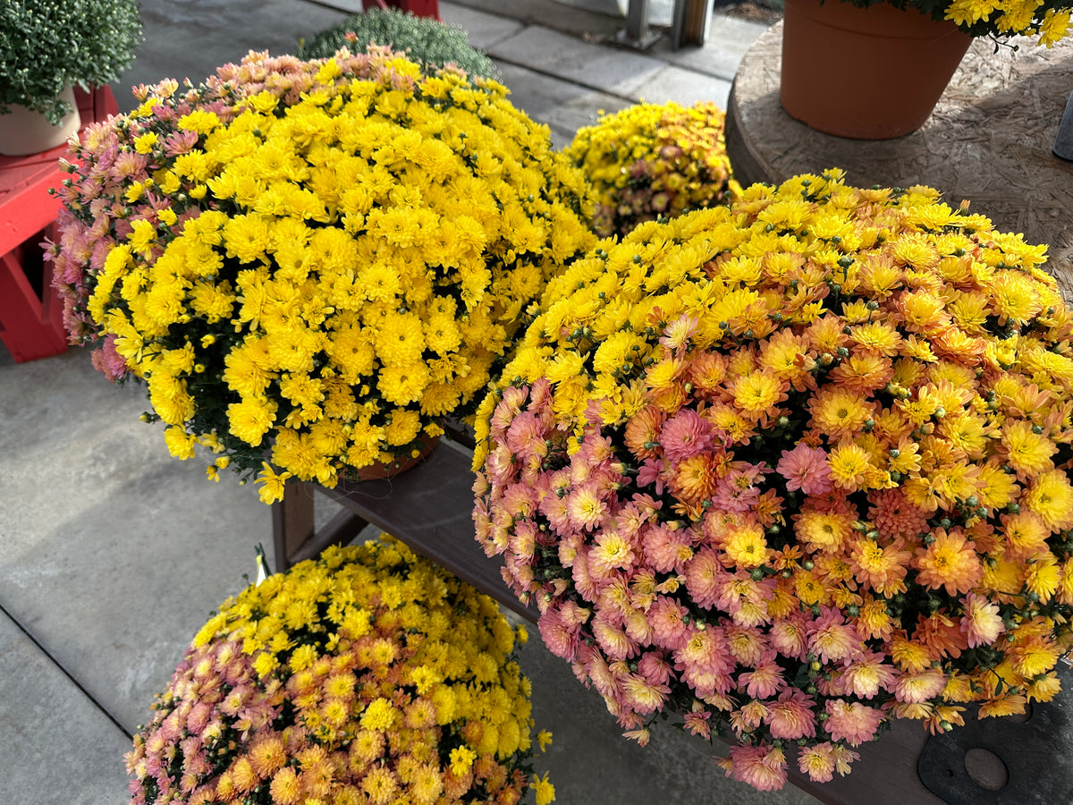GARDEN MUMS COMBO INDIAN SUMMER - 10" Pot