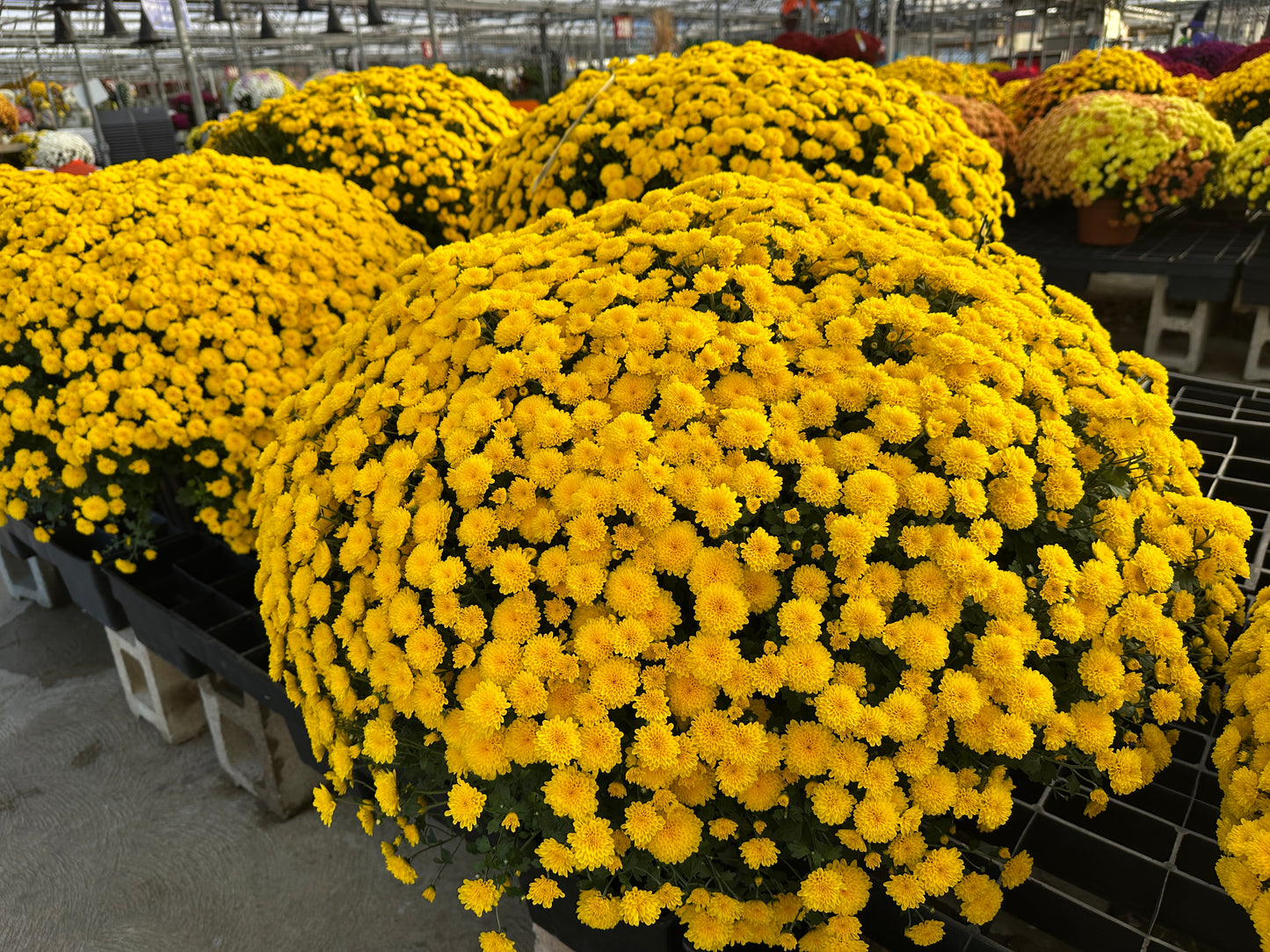 GARDEN MUMS PARTY YELLOW - 10" Pot