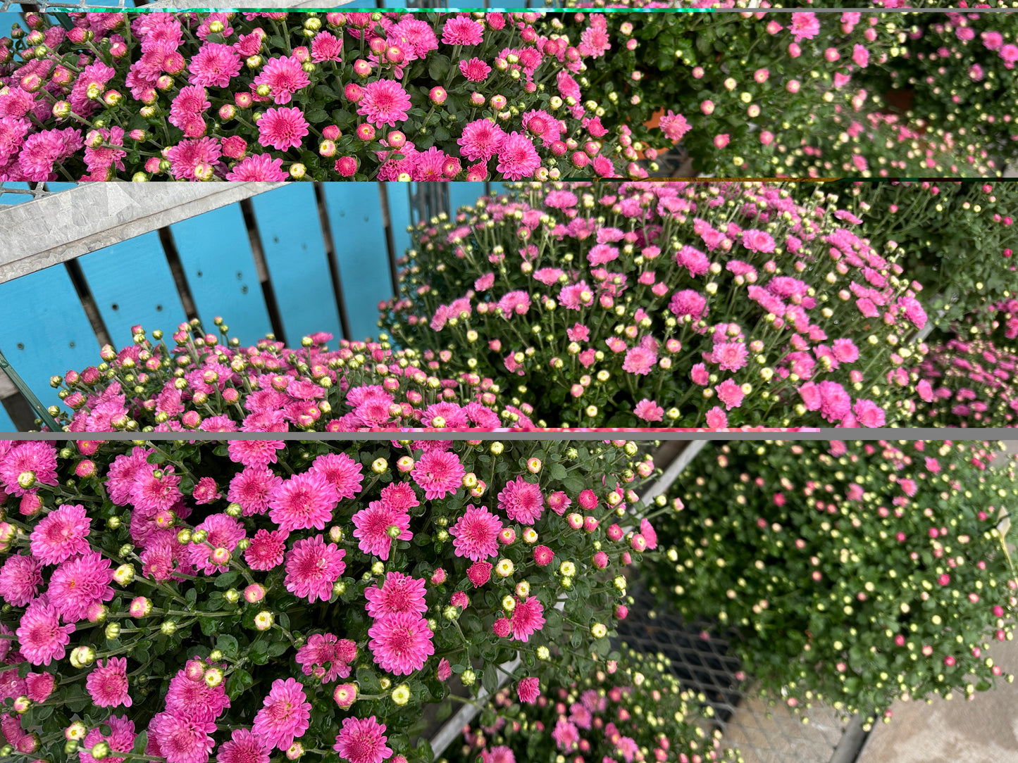 GARDEN MUMS GIGI DARK PINK