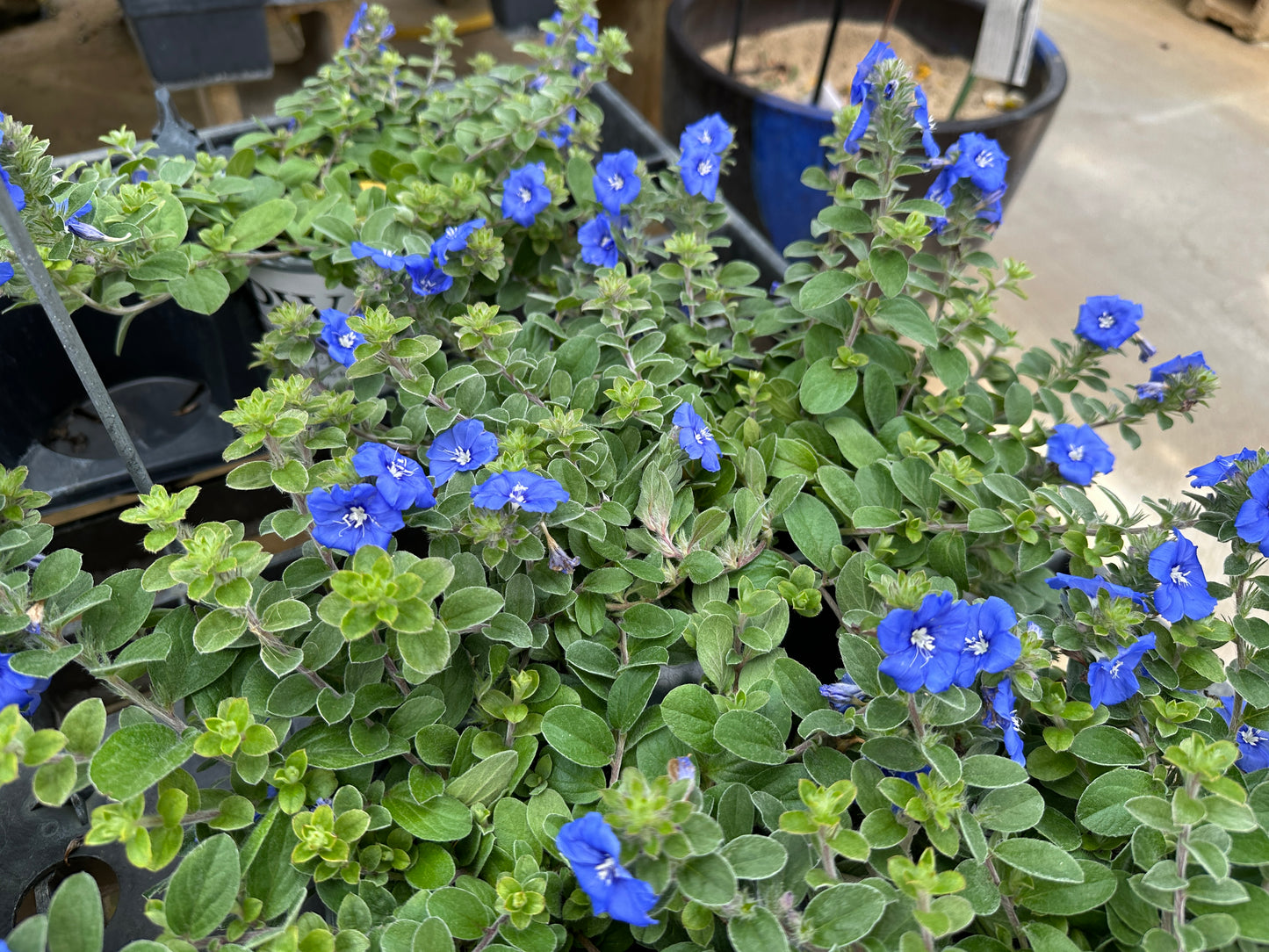 EVOLVULUS BLUE MY MIND - QUART POT