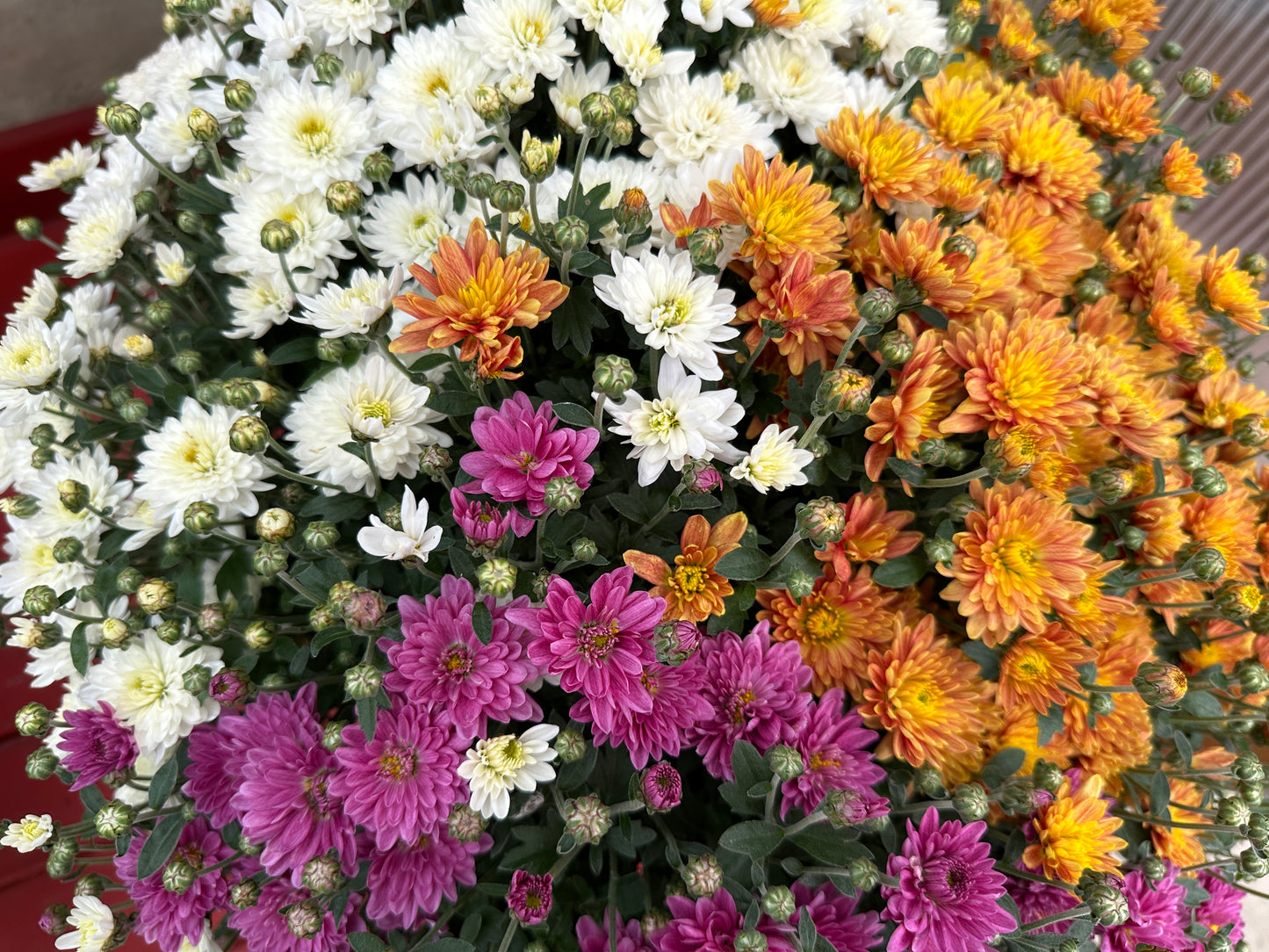 GARDEN MUMS COMBO MOONDANCE - 12" Pot