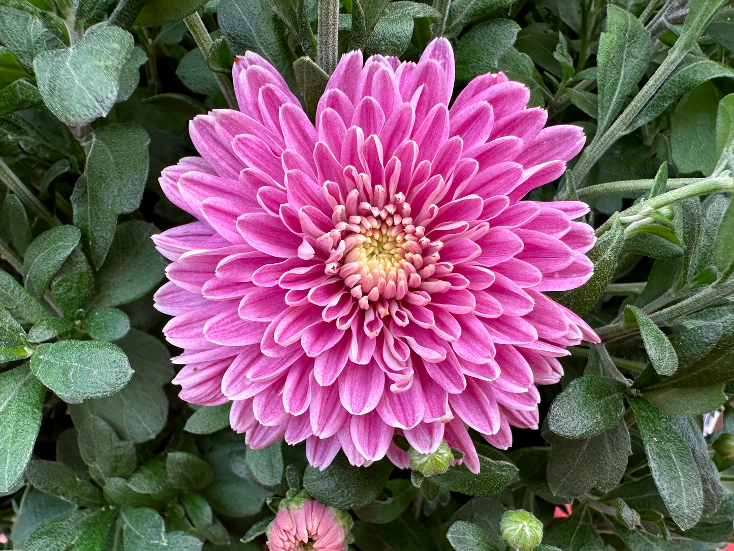 GARDEN MUMS AMIKO VIOLET