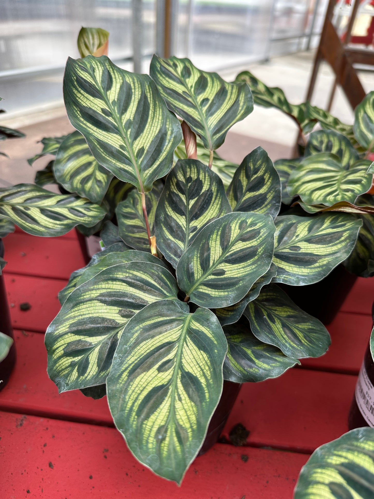 4'' Calathea Makoyana