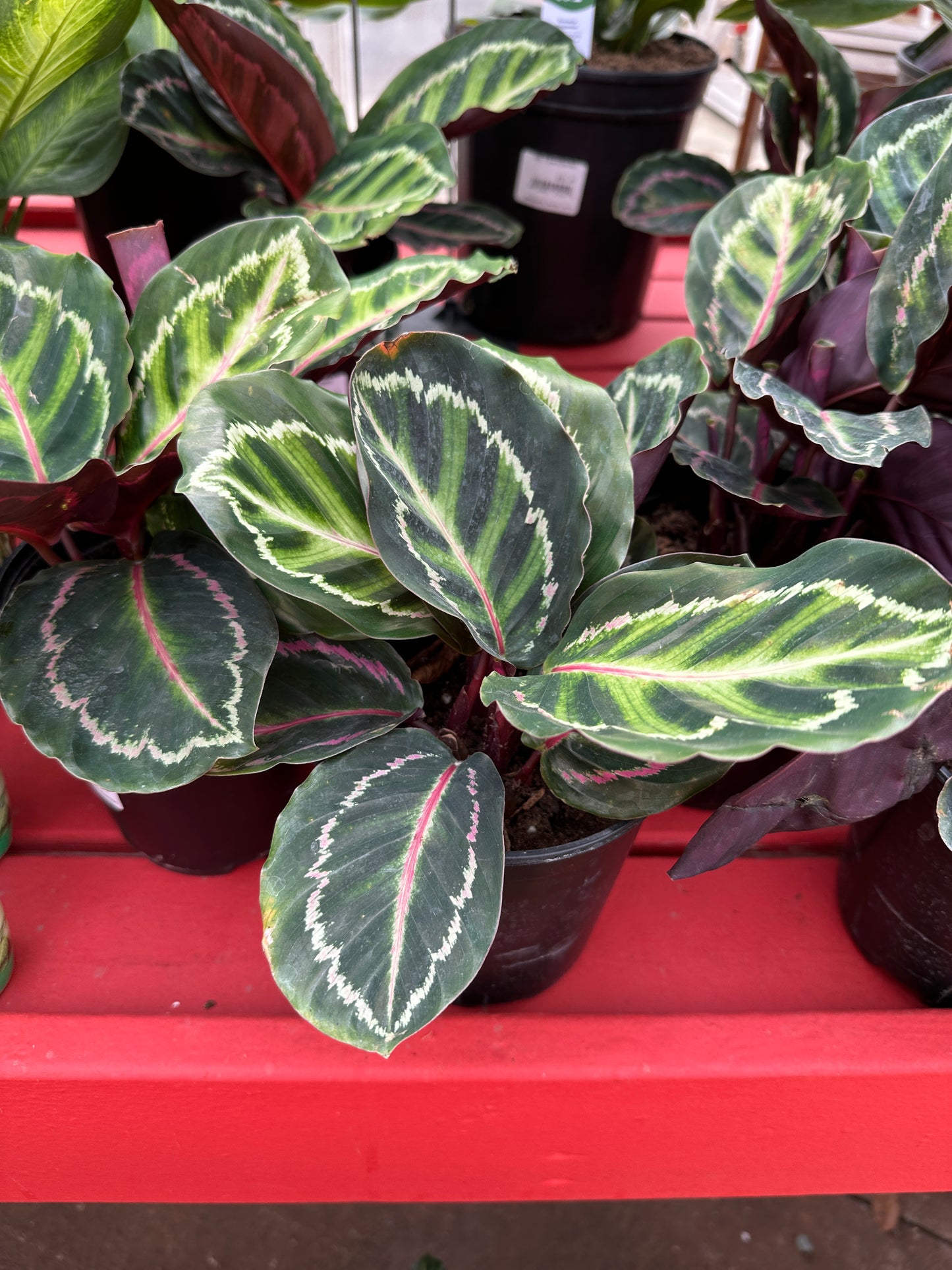 6" Calathea Roseopicta