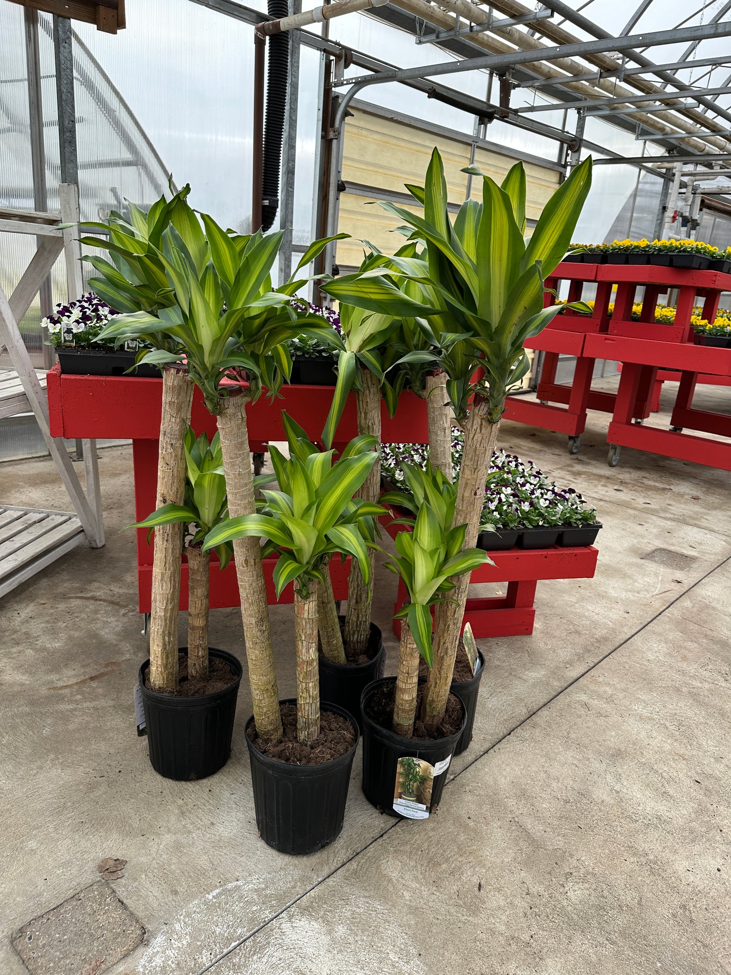 10" Dracaena Fragrans Massangeana Cane