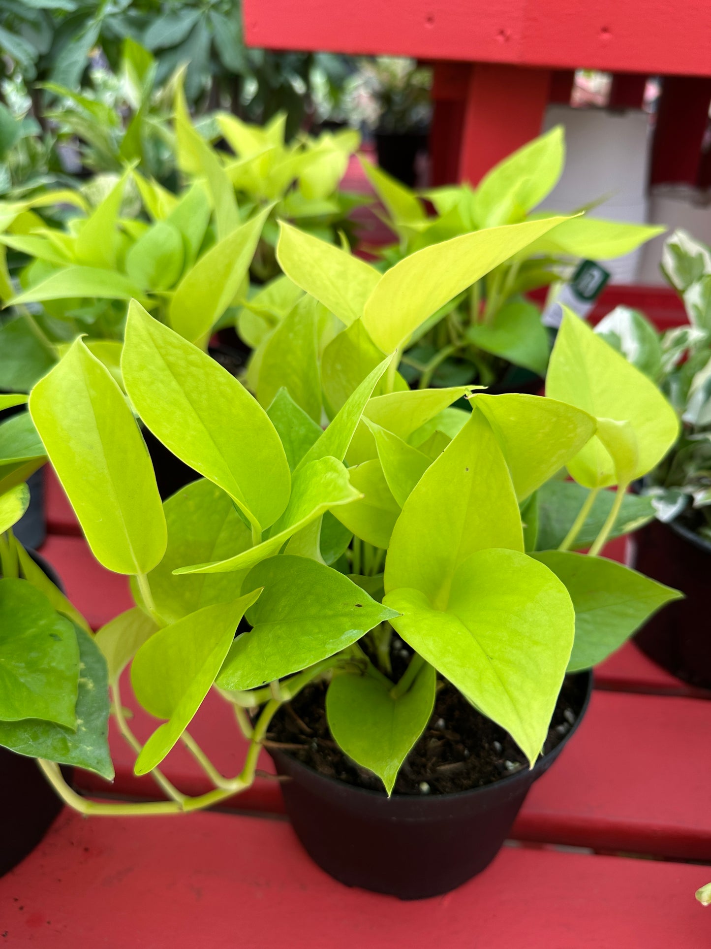 6" Epipremnum Neon Pothos