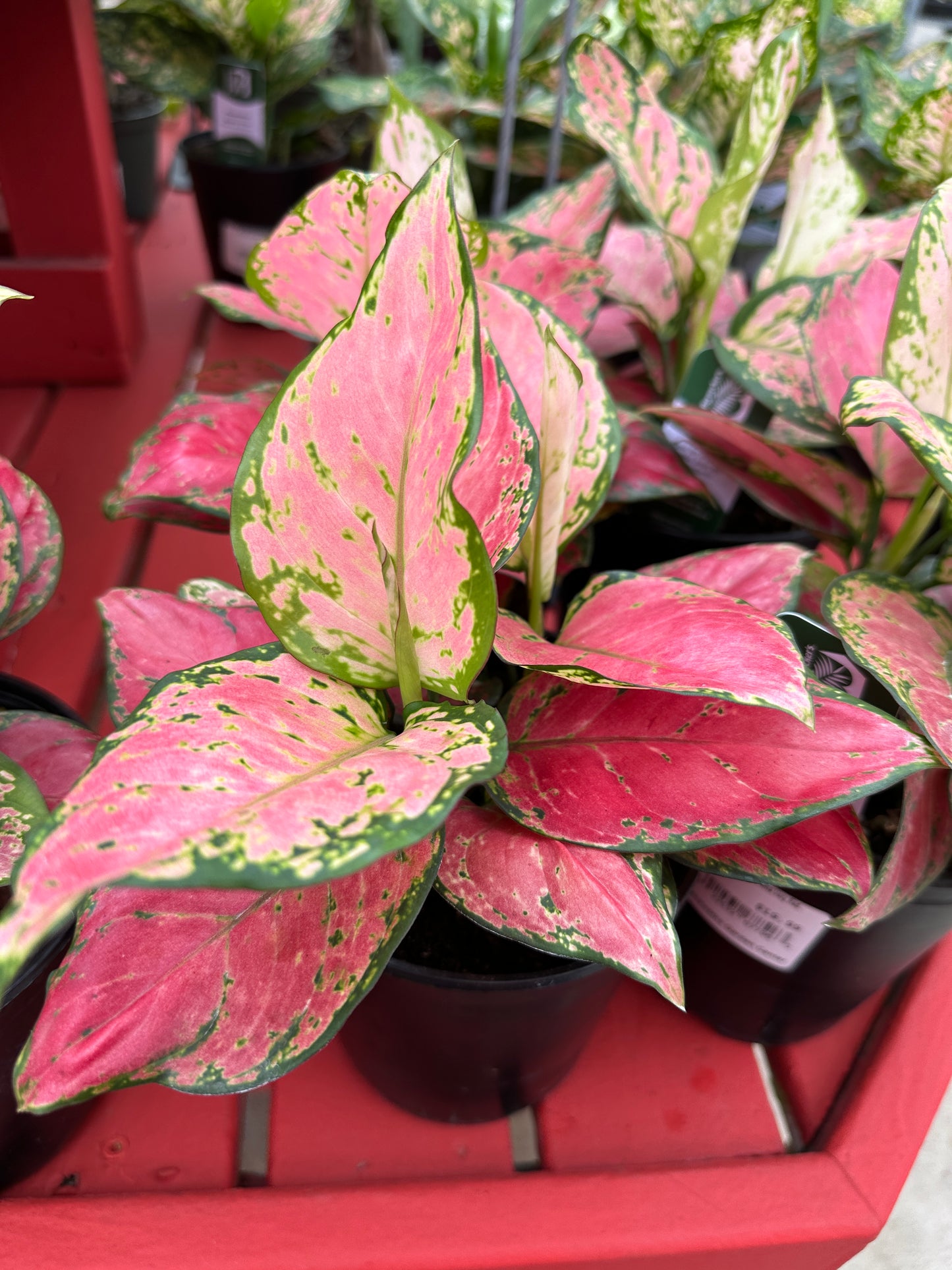 6" Aglaonema Very Red