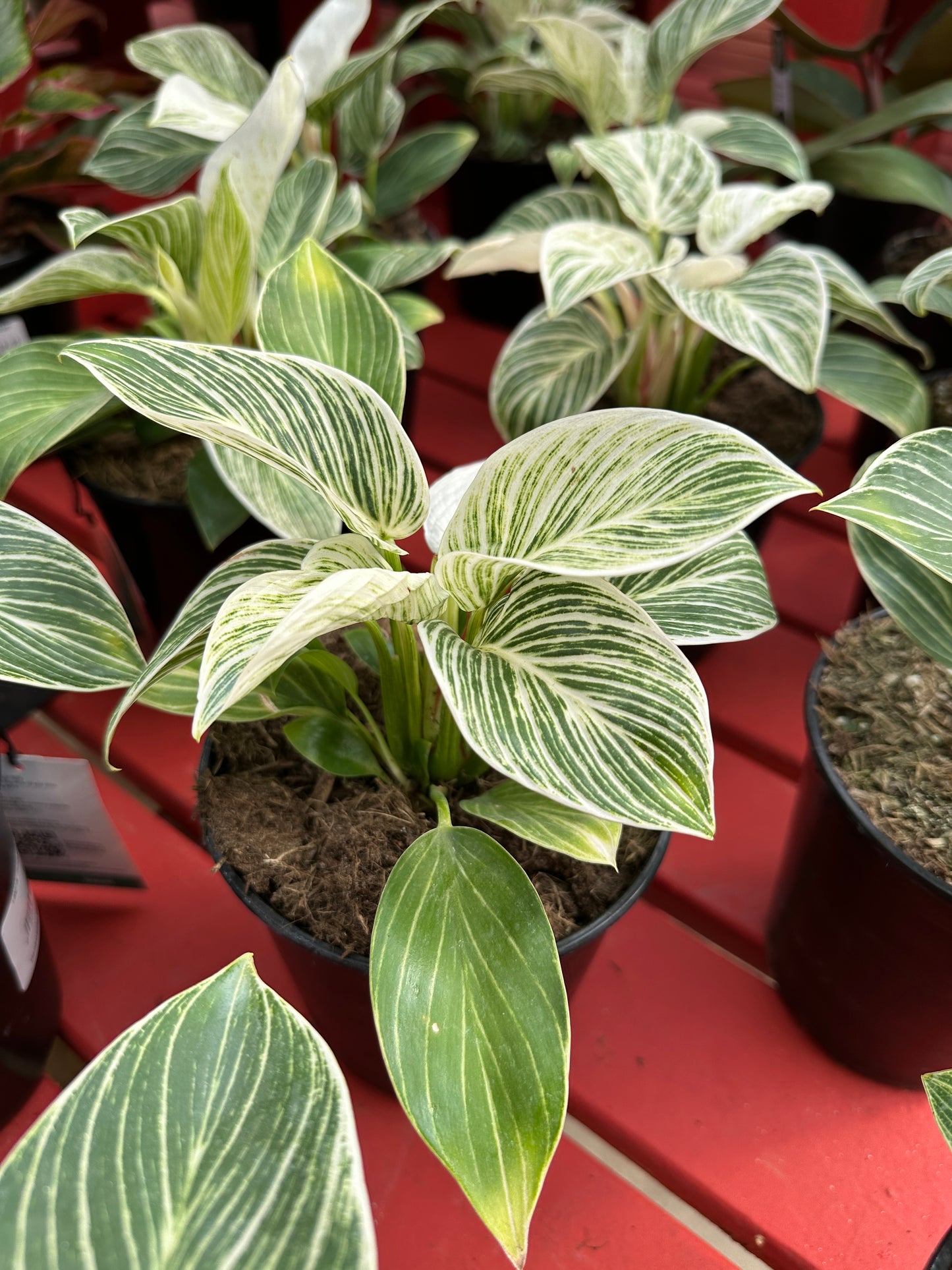 6" Philodendron Birkin