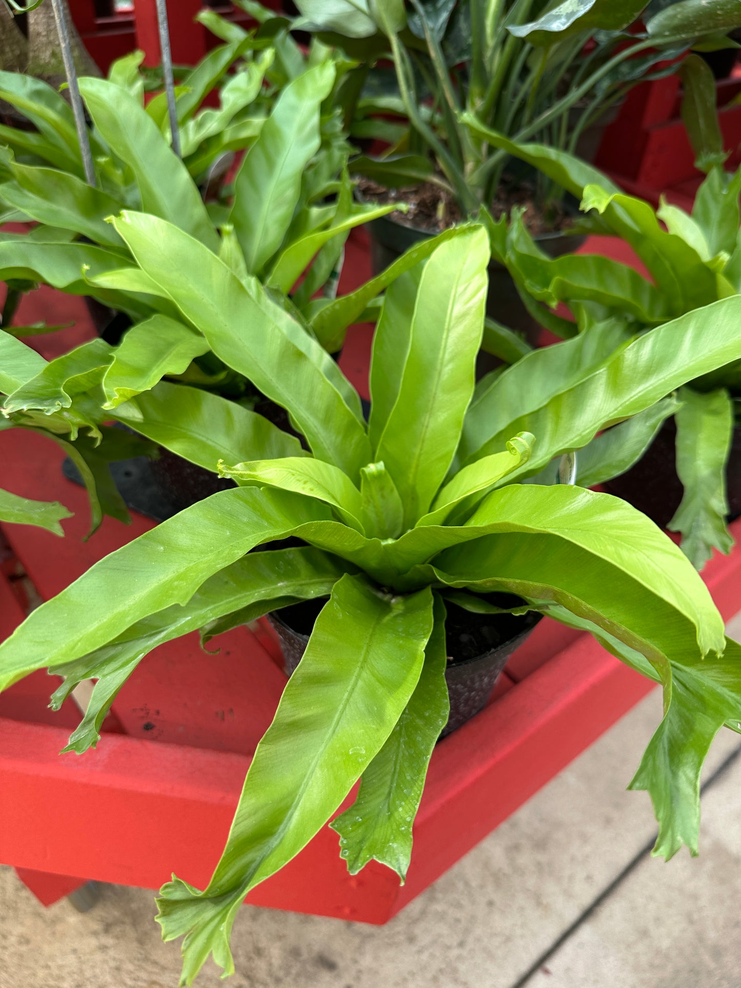 6" Asplenium Bird Nest Fern