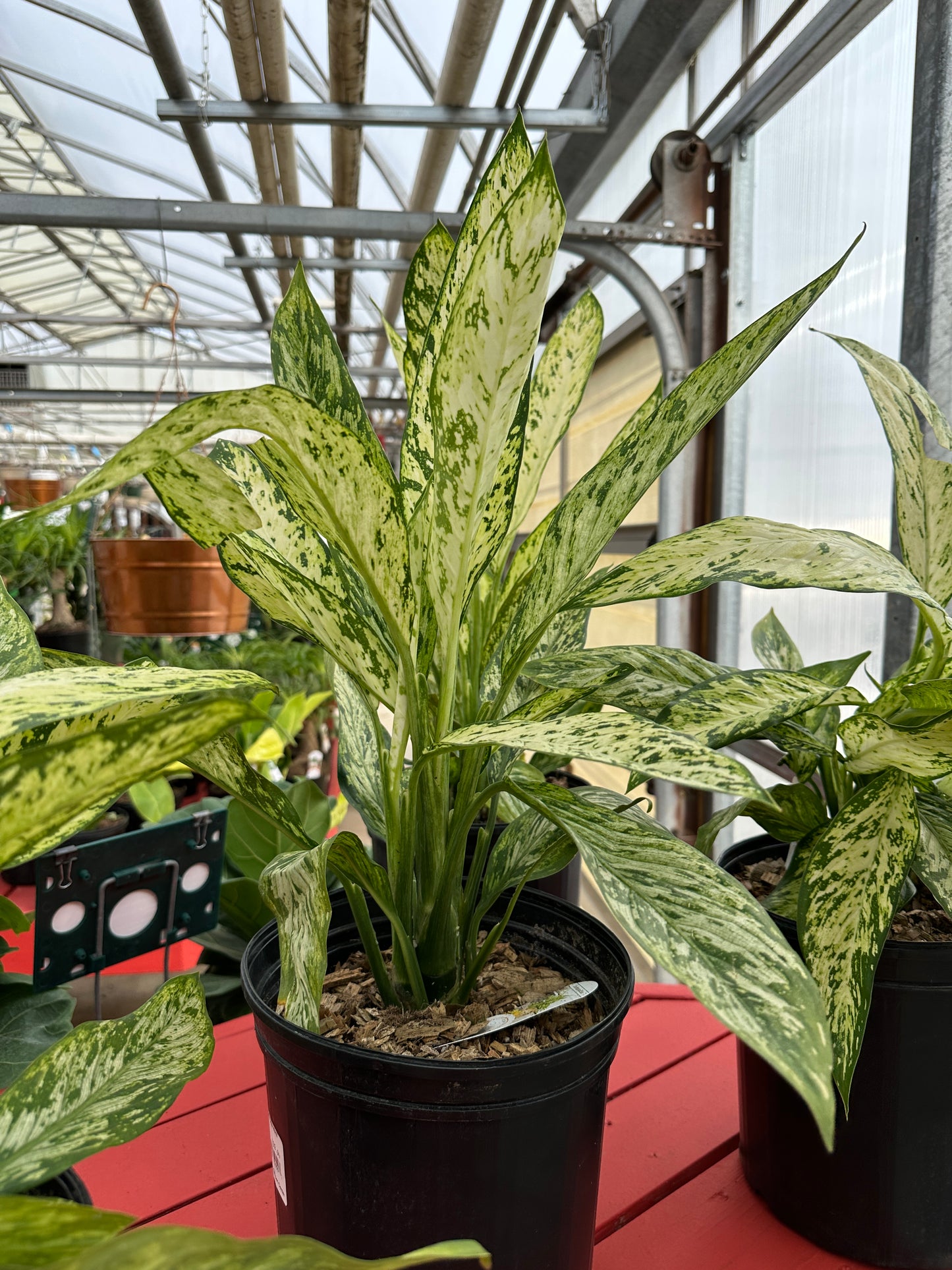 10" Dieffenbachia Vesuvius