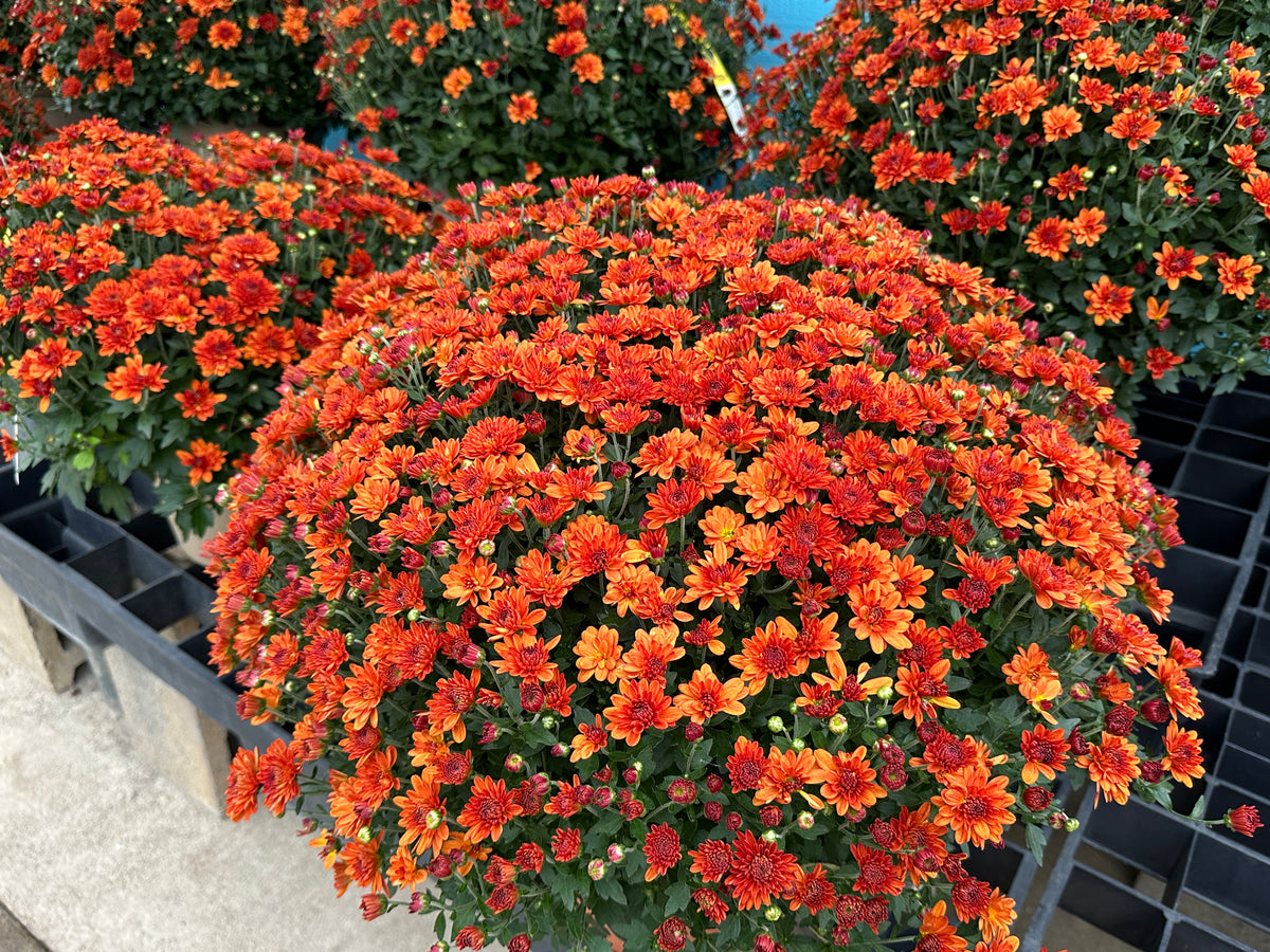 GARDEN MUMS SPICY CHERYL - 10" Pot