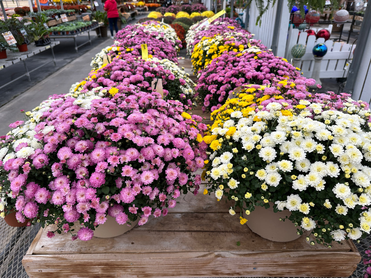 GARDEN MUMS COMBO HOBGOBLIN - 10" Pot