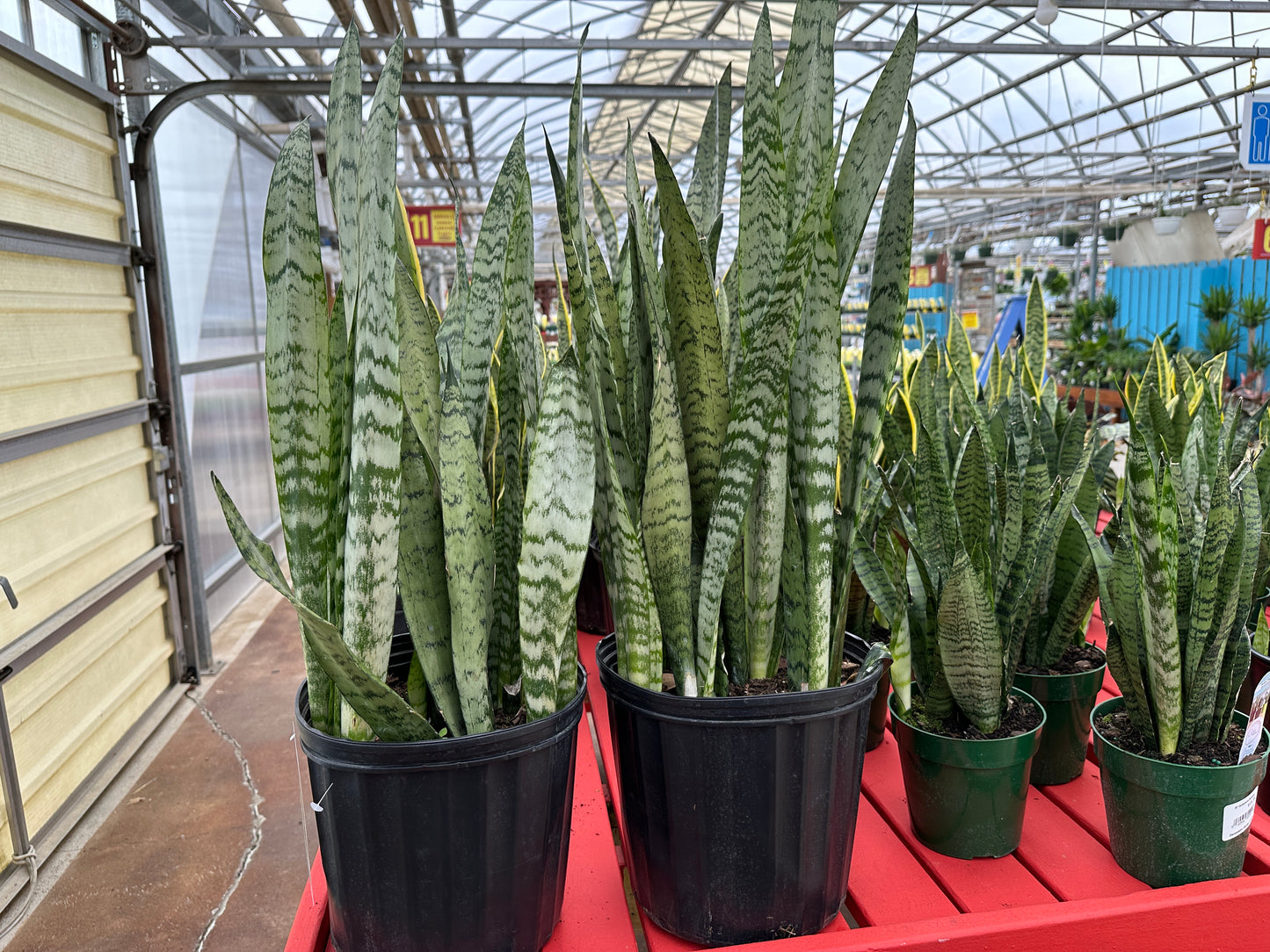 10'' Sansevieria Zeylanica