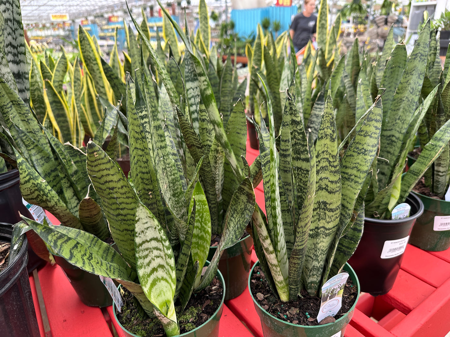 6'' Sanservieria Zeylanica