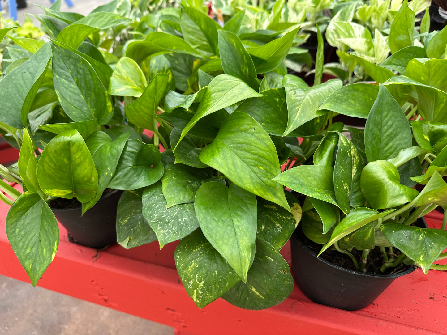 6'' Epipremnum Golden Pothos