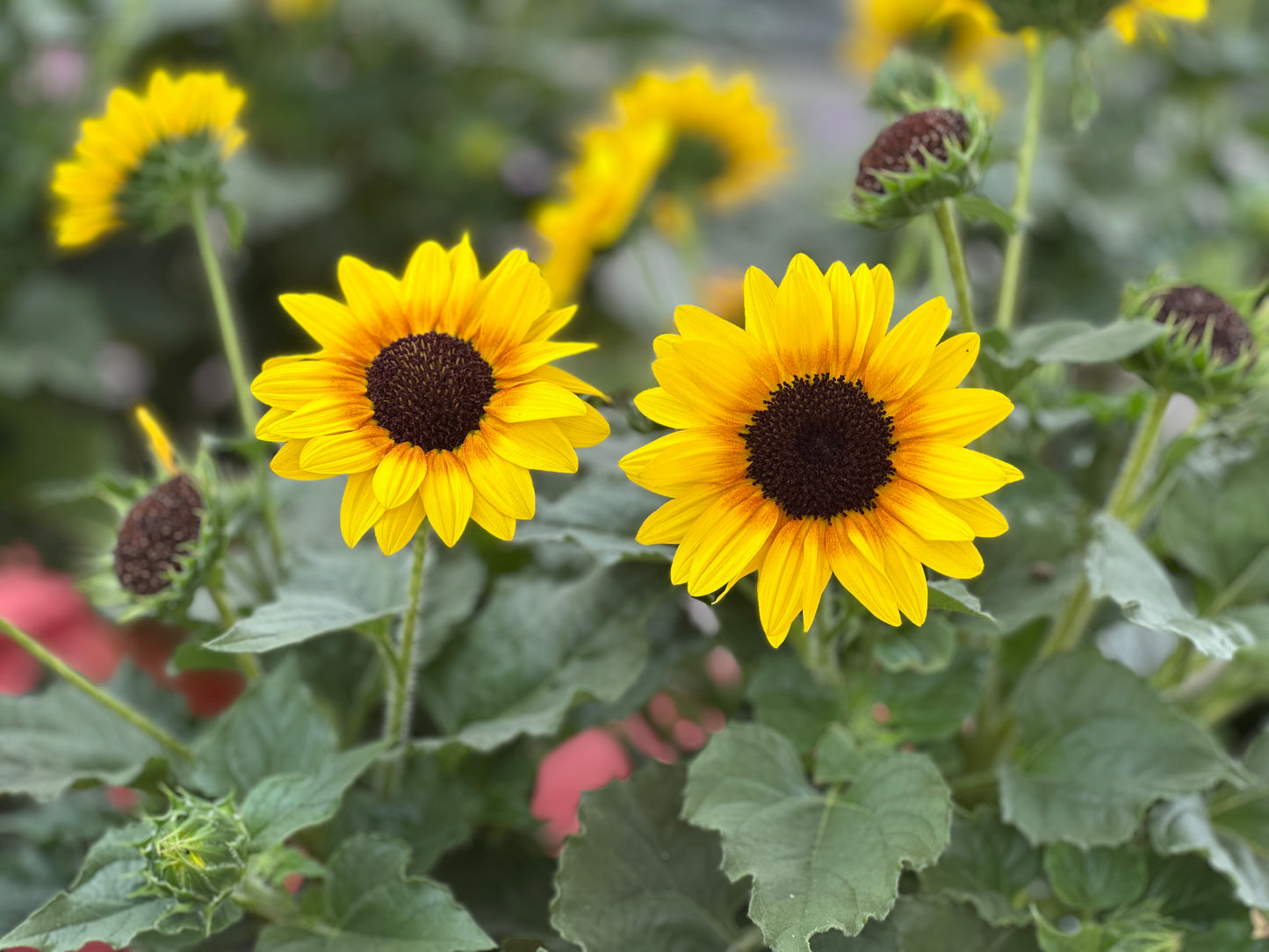 HELIANTHUS SOL SEEKER HONEY - 10" POT