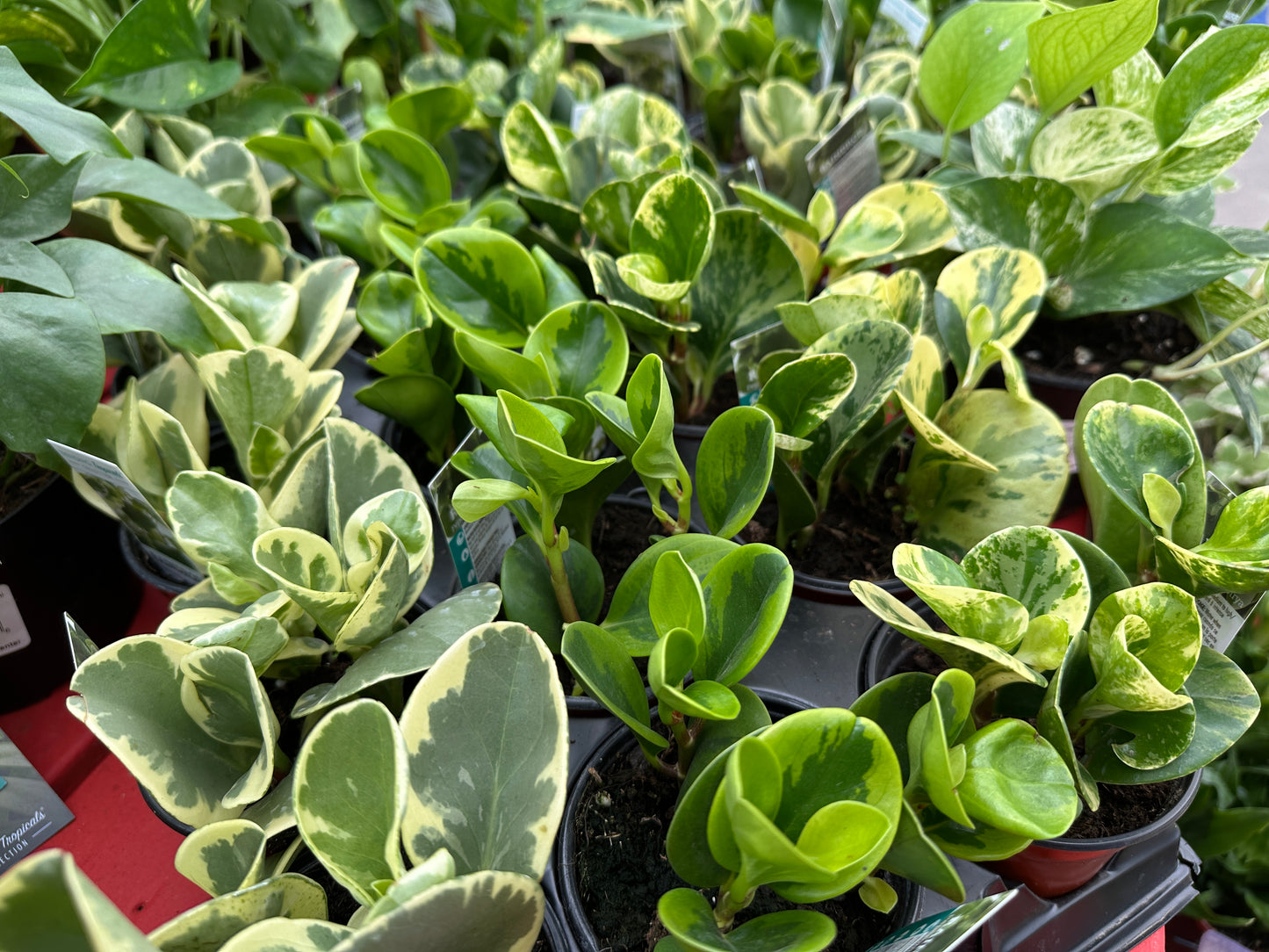 4" Peperomia Caperata