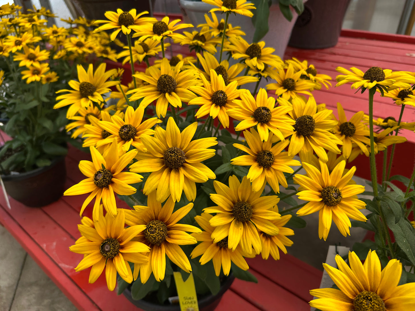 RUDBECKIA SUNBECKIA CARLA 10''