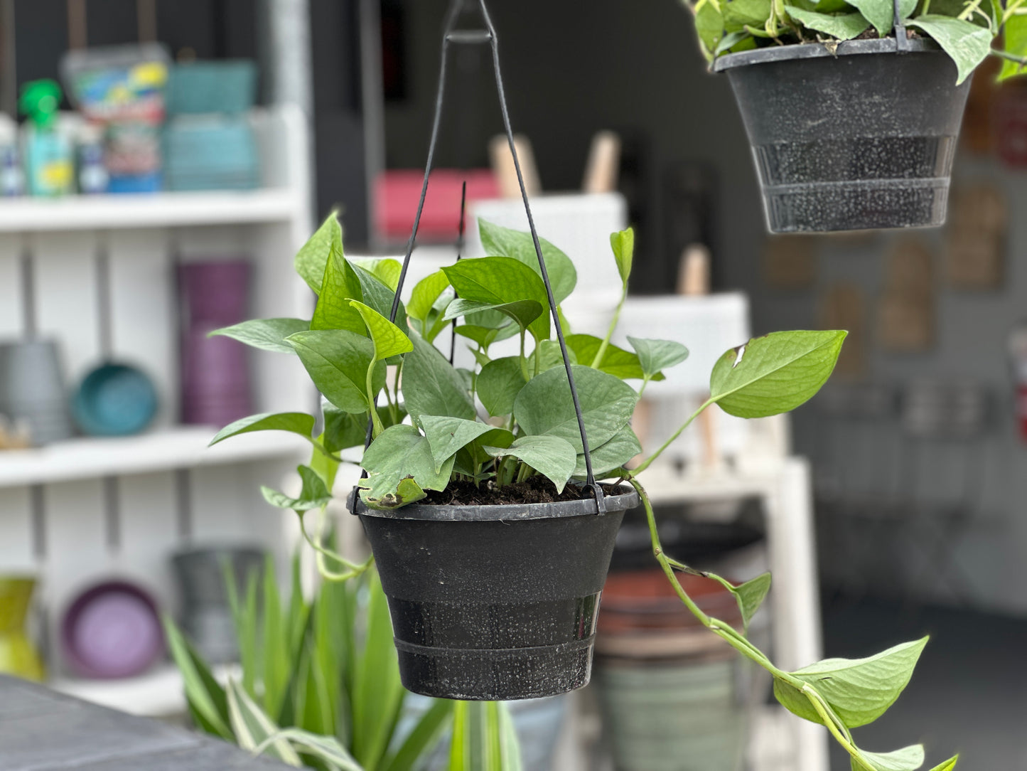 8'' Epipremnum Jade Pothos Hanging Basket