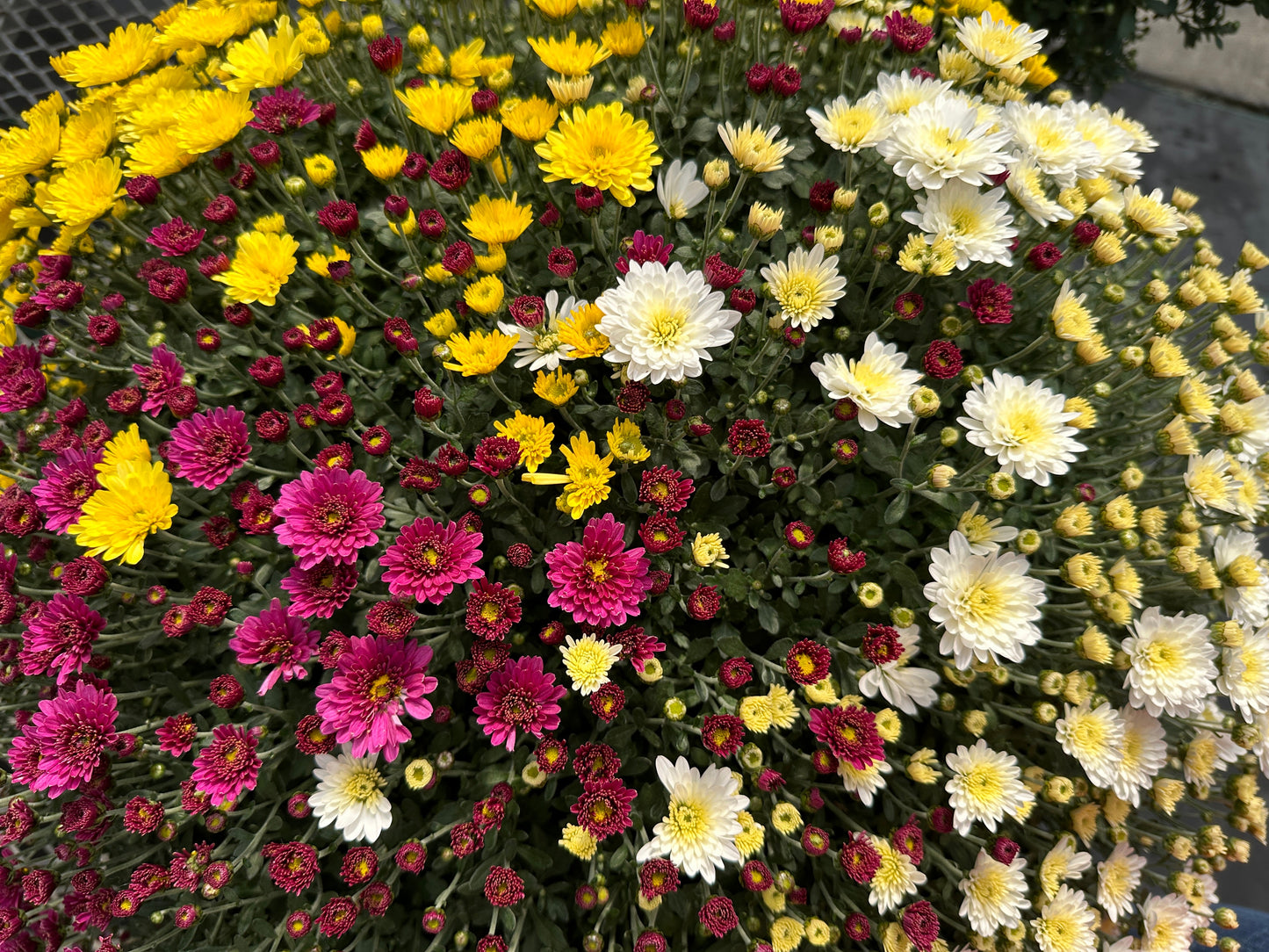 GARDEN MUMS COMBO FRIGHT NIGHT - 12" POT