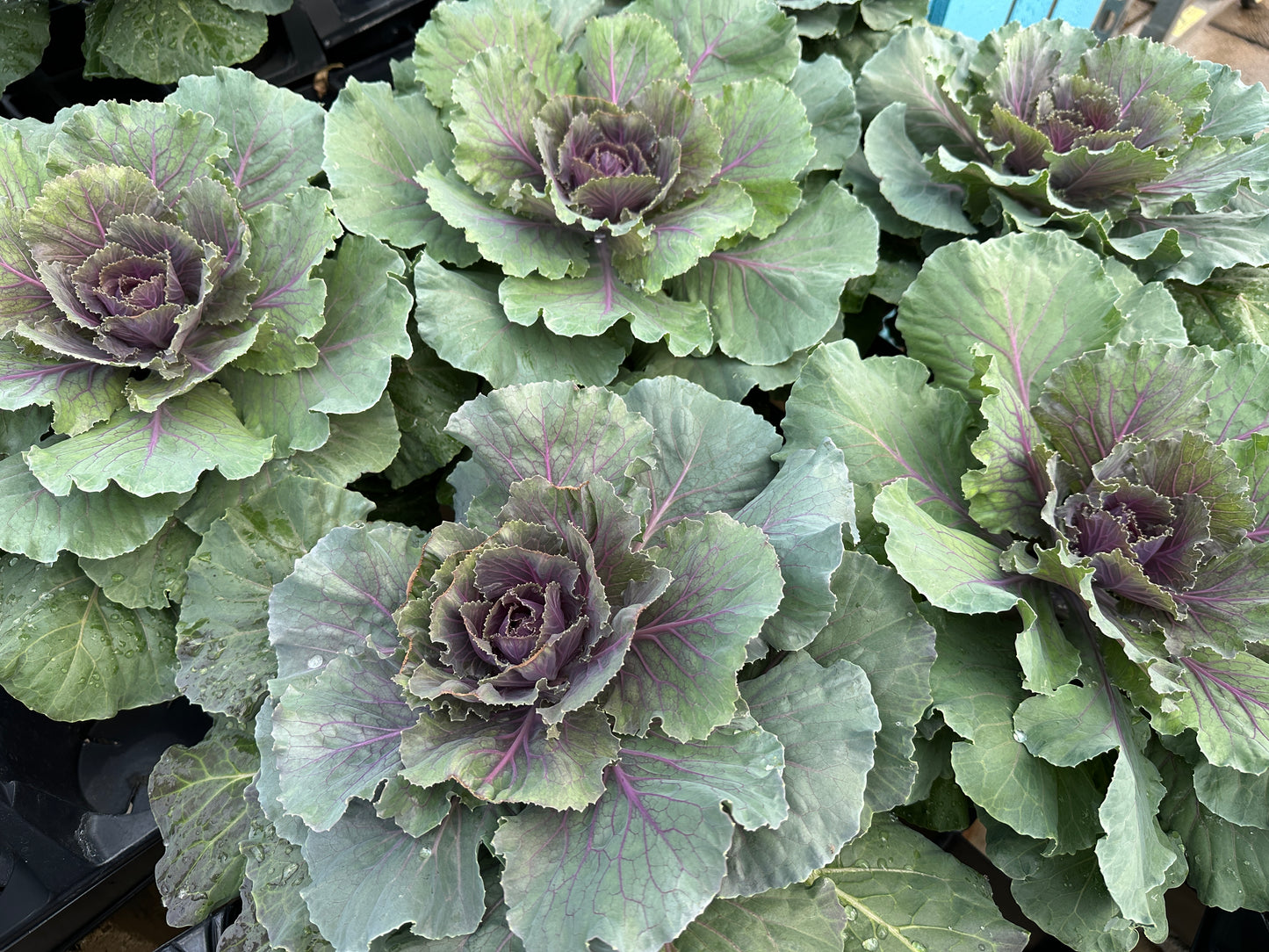 FLOWERING CABBAGE DYNASTY RED - QUART POT