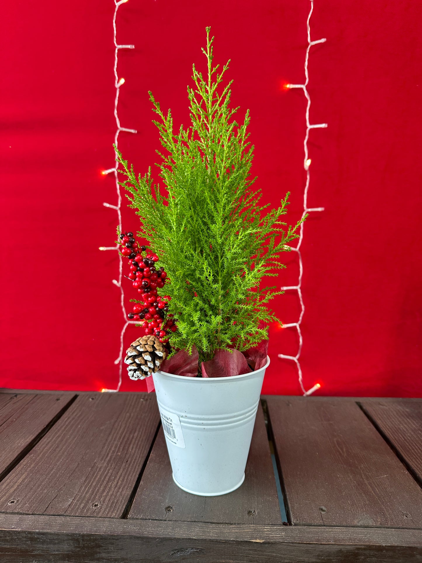 Lemon Cypress 5" Deco Pot (Xmas)