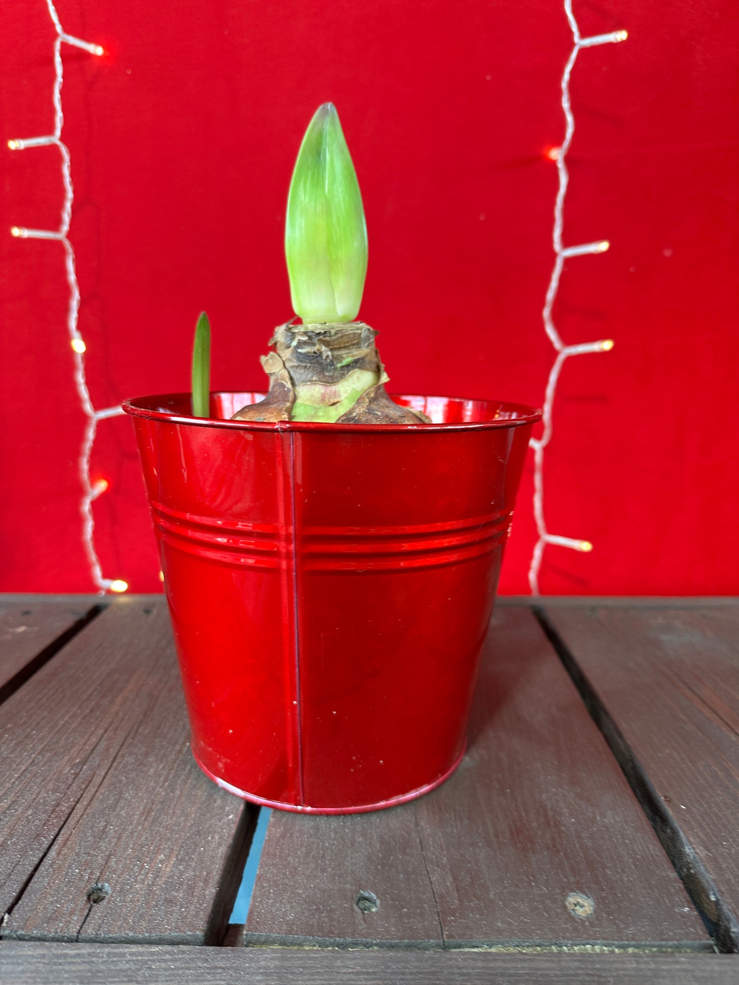 Amarllyis 6" Tin Pot (Xmas)