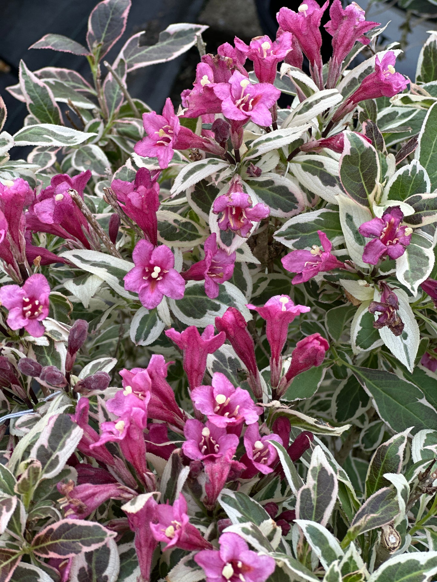 WEIGELA 'MY MONET'®