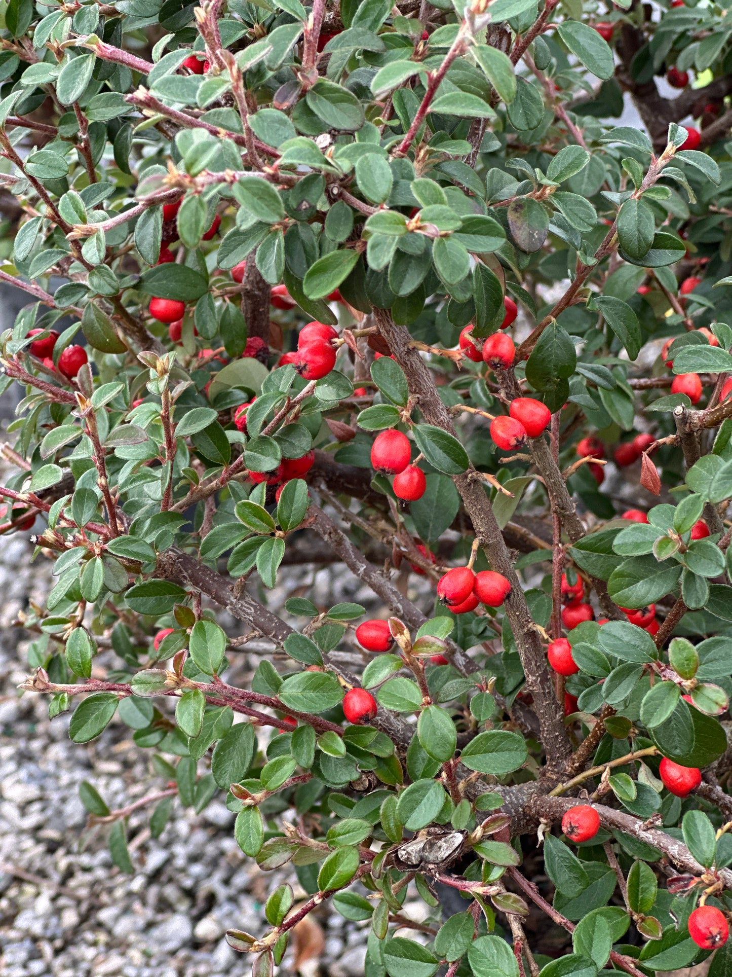 Cotoneaster 'Coral Beauty'