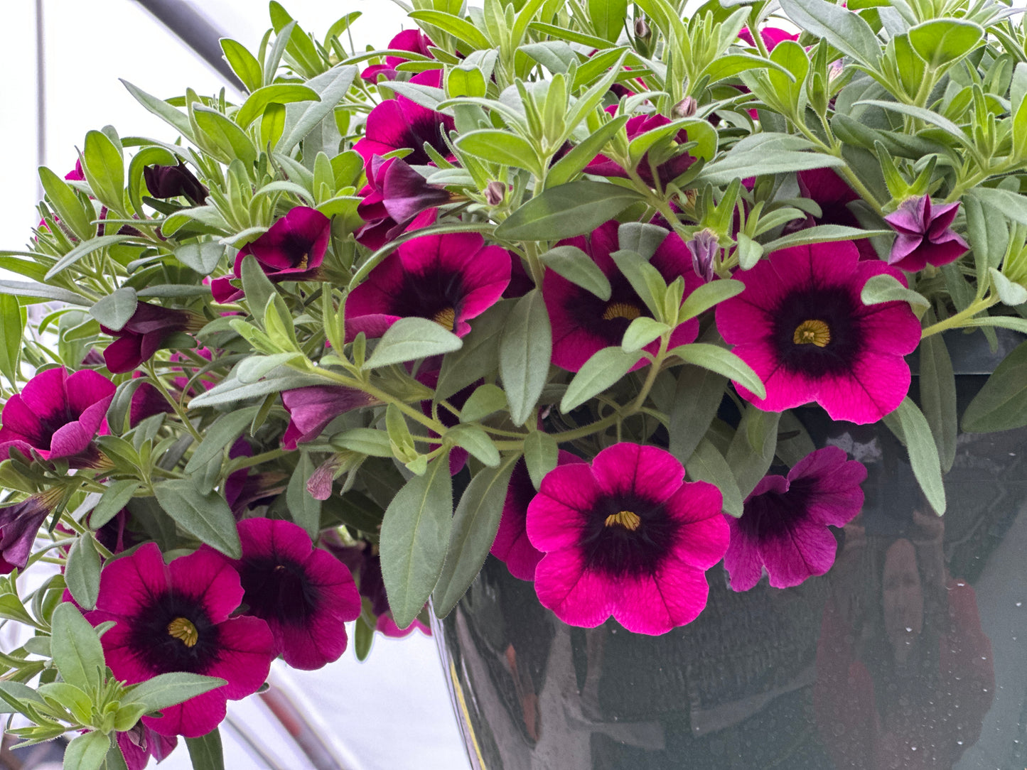 CALIBRACHOA CALILOCO DRACULA - 4'' POT