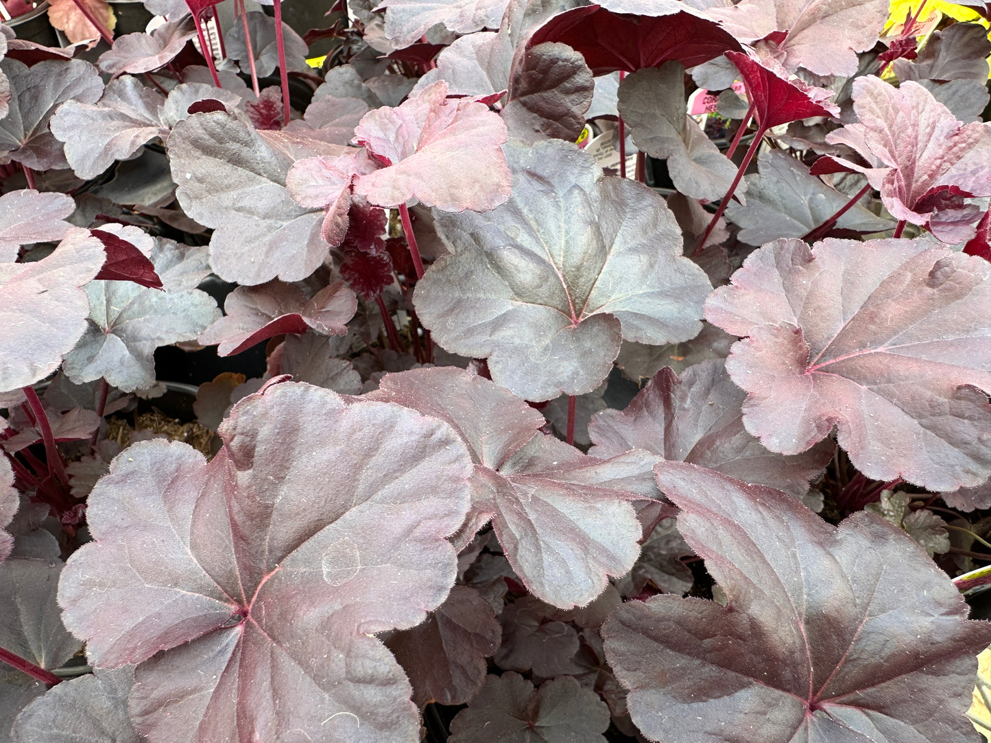 HEUCHERA OBSIDIAN - QUART POT (AA)