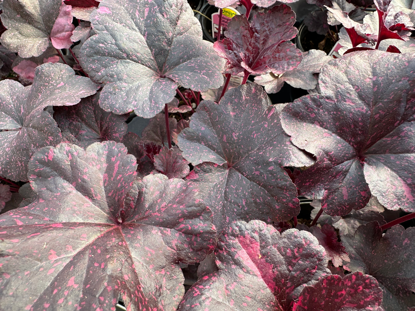 HEUCHERA MIDNIGHT ROSE - QUART POT (AA)