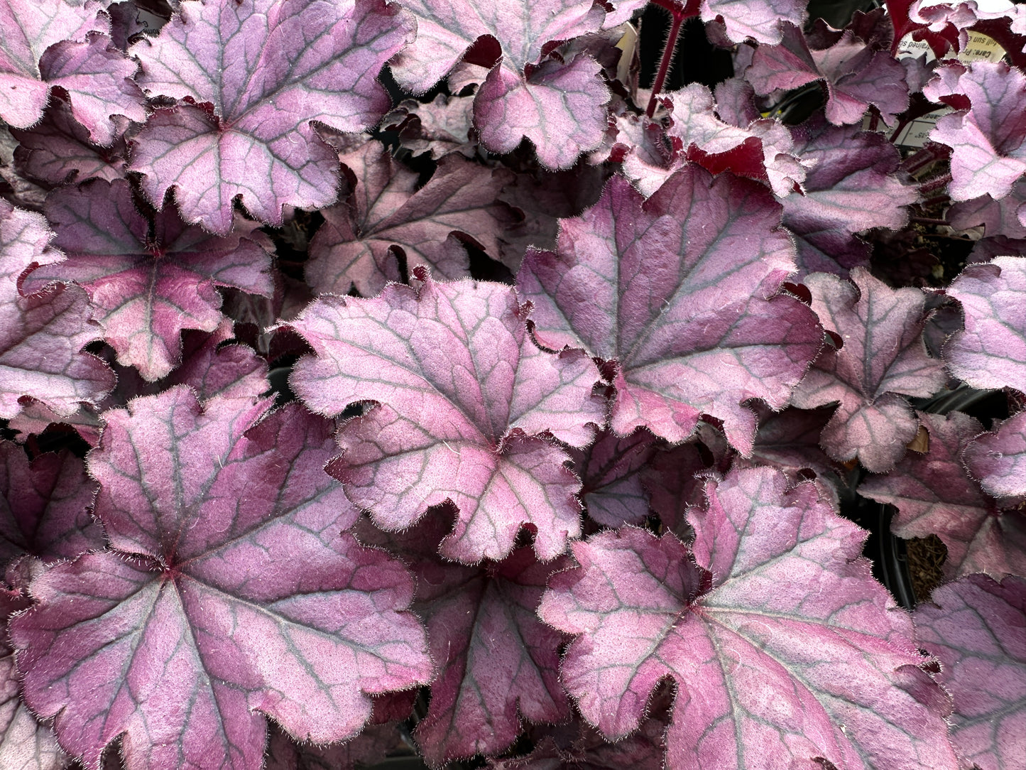 HEUCHERA FOREVER PURPLE - QUART POT (AA)