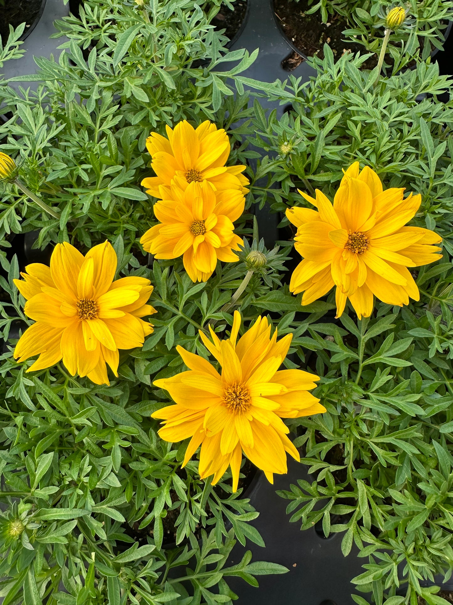 BIDENS BEE TWEETY - 4'' POT