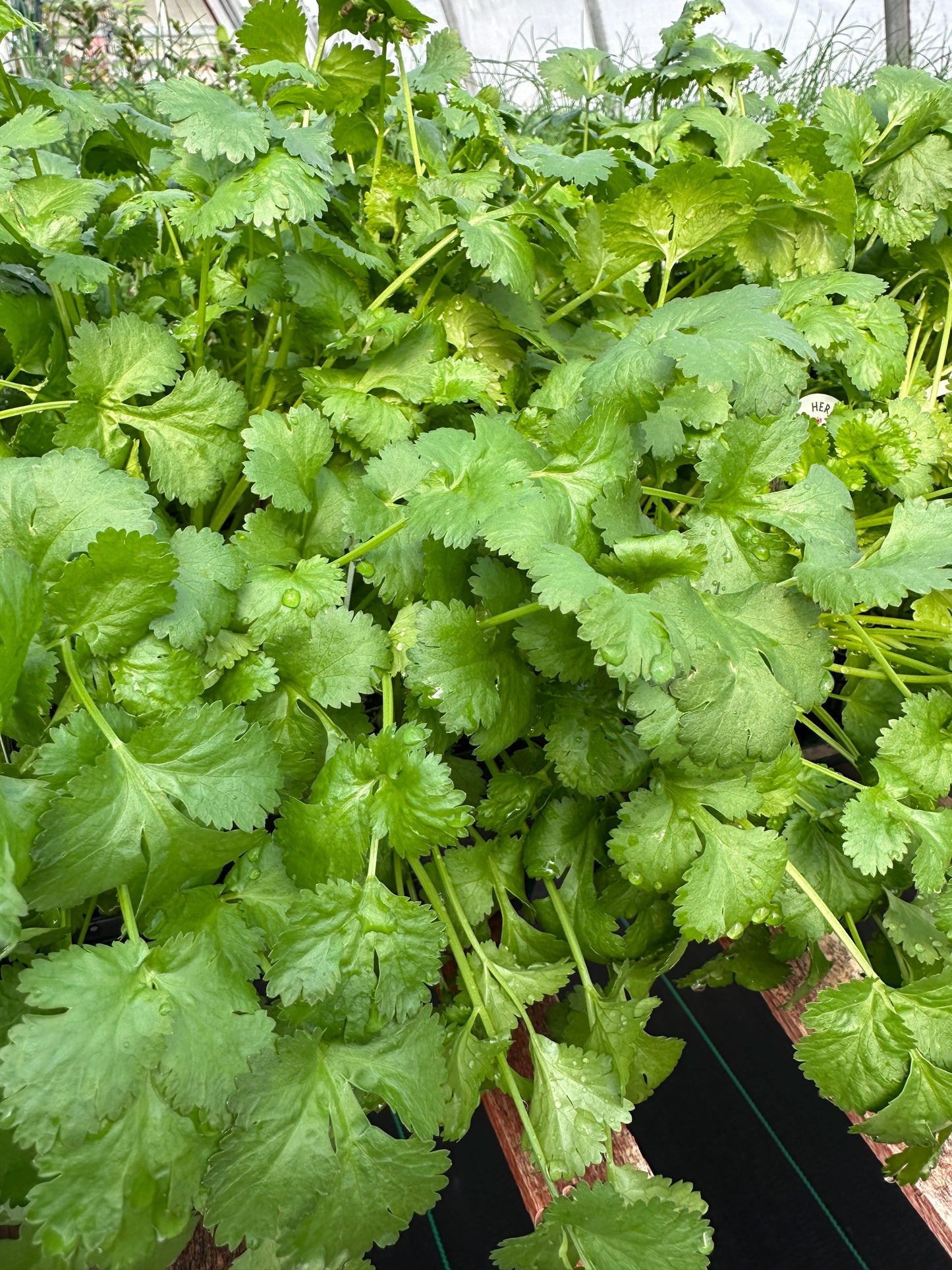CILANTRO