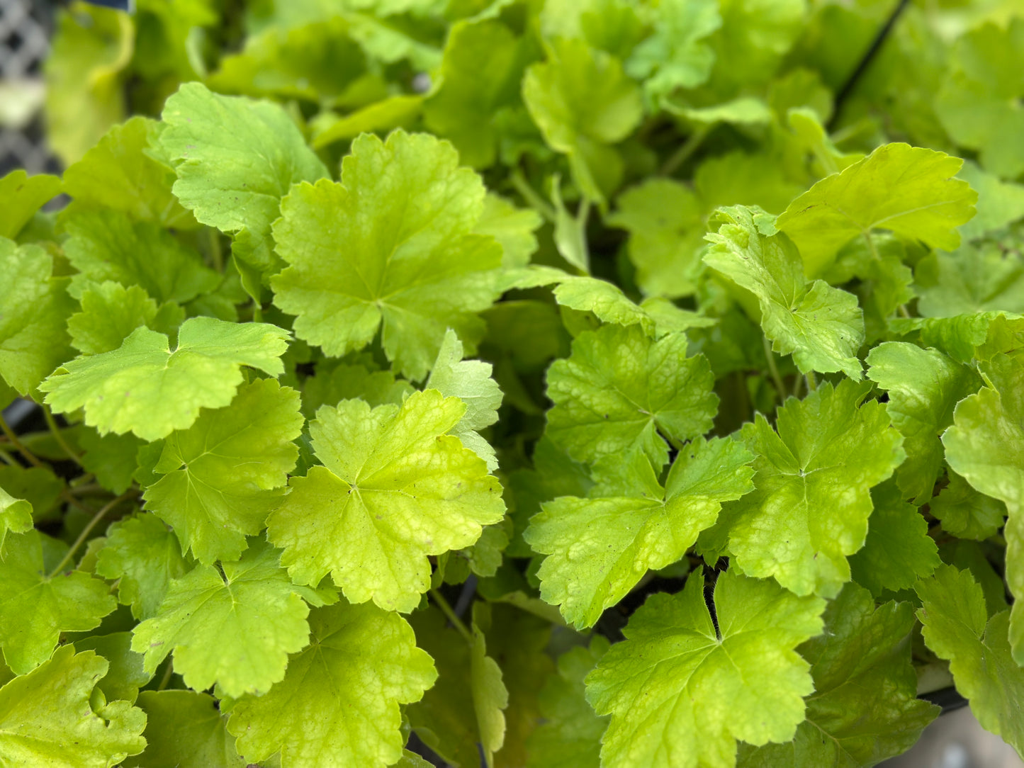 Heuchera Northern Exposure™ 'Lime'