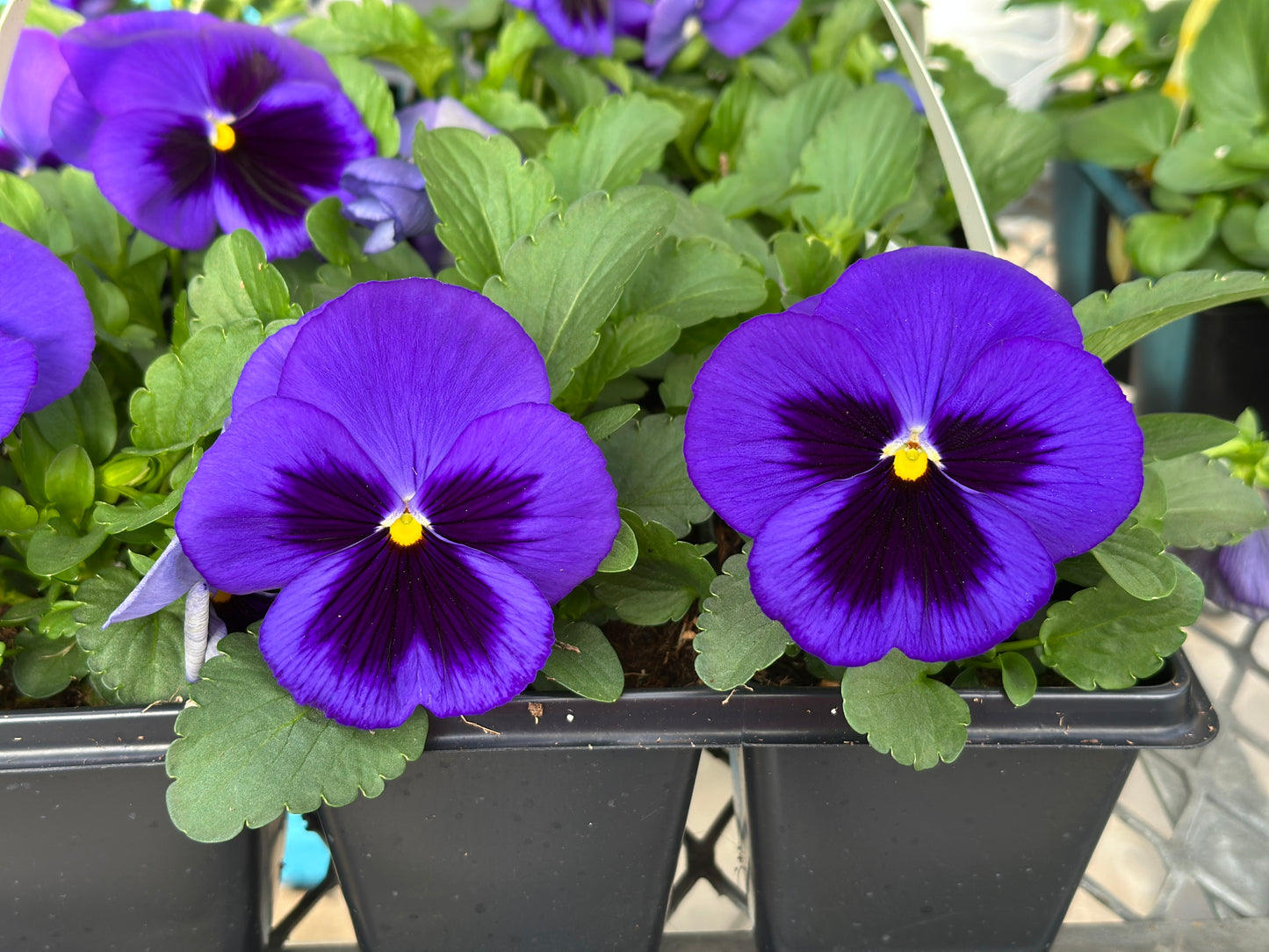 PANSY MATRIX BLUE BLOTCH - FLAT OF 48 PLANTS