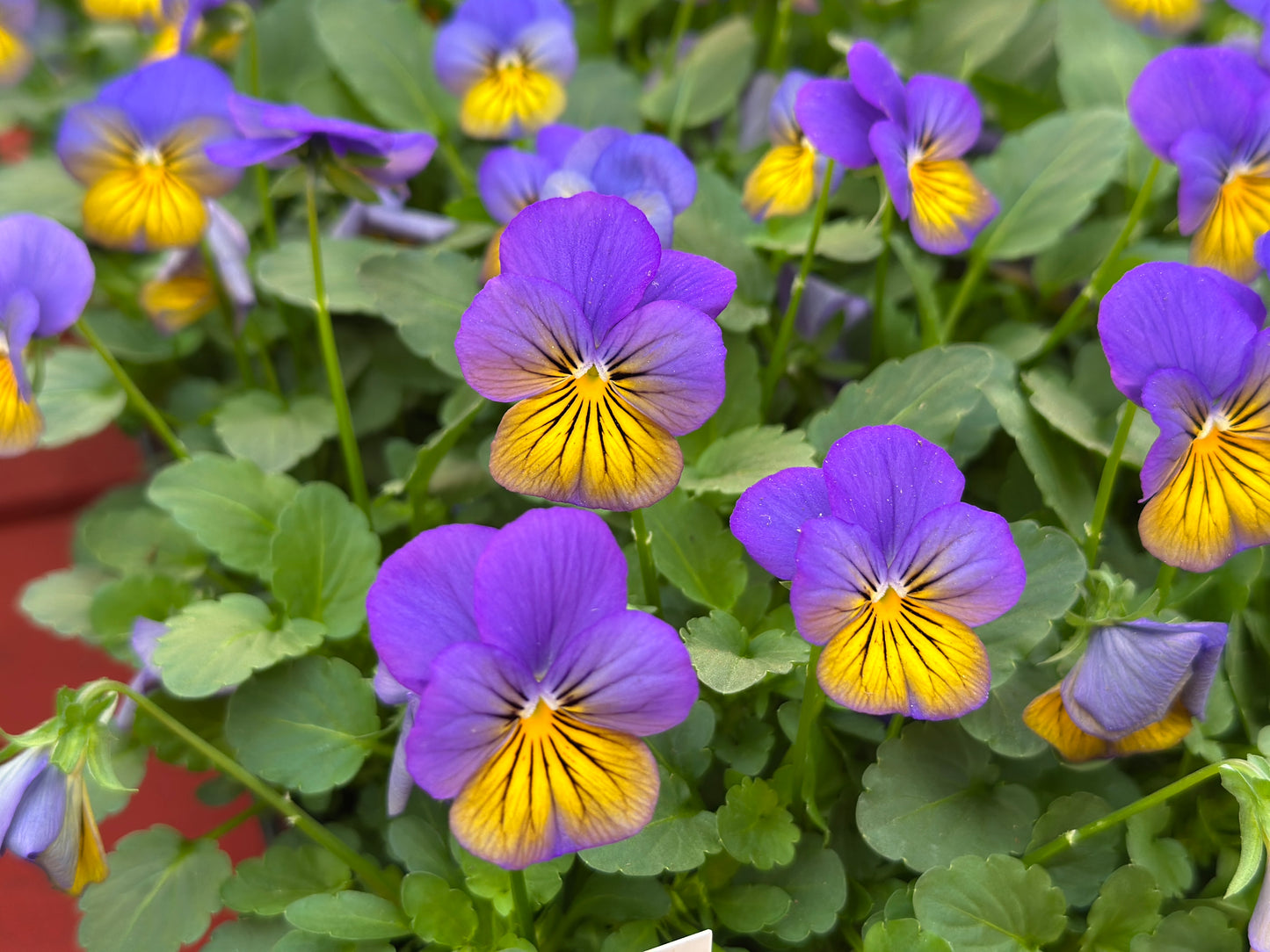 VIOLA SORBET MORPHO XP - FLAT OF 48 PLANTS