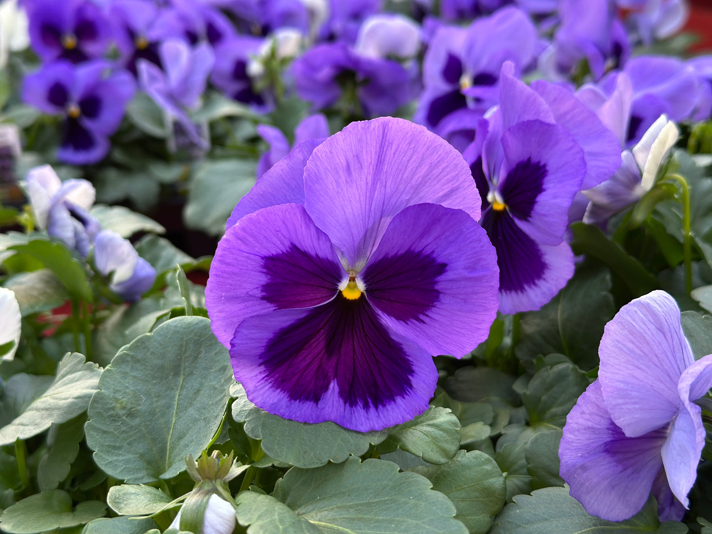 PANSY MATRIX OCEAN - FLAT OF 48 PLANTS