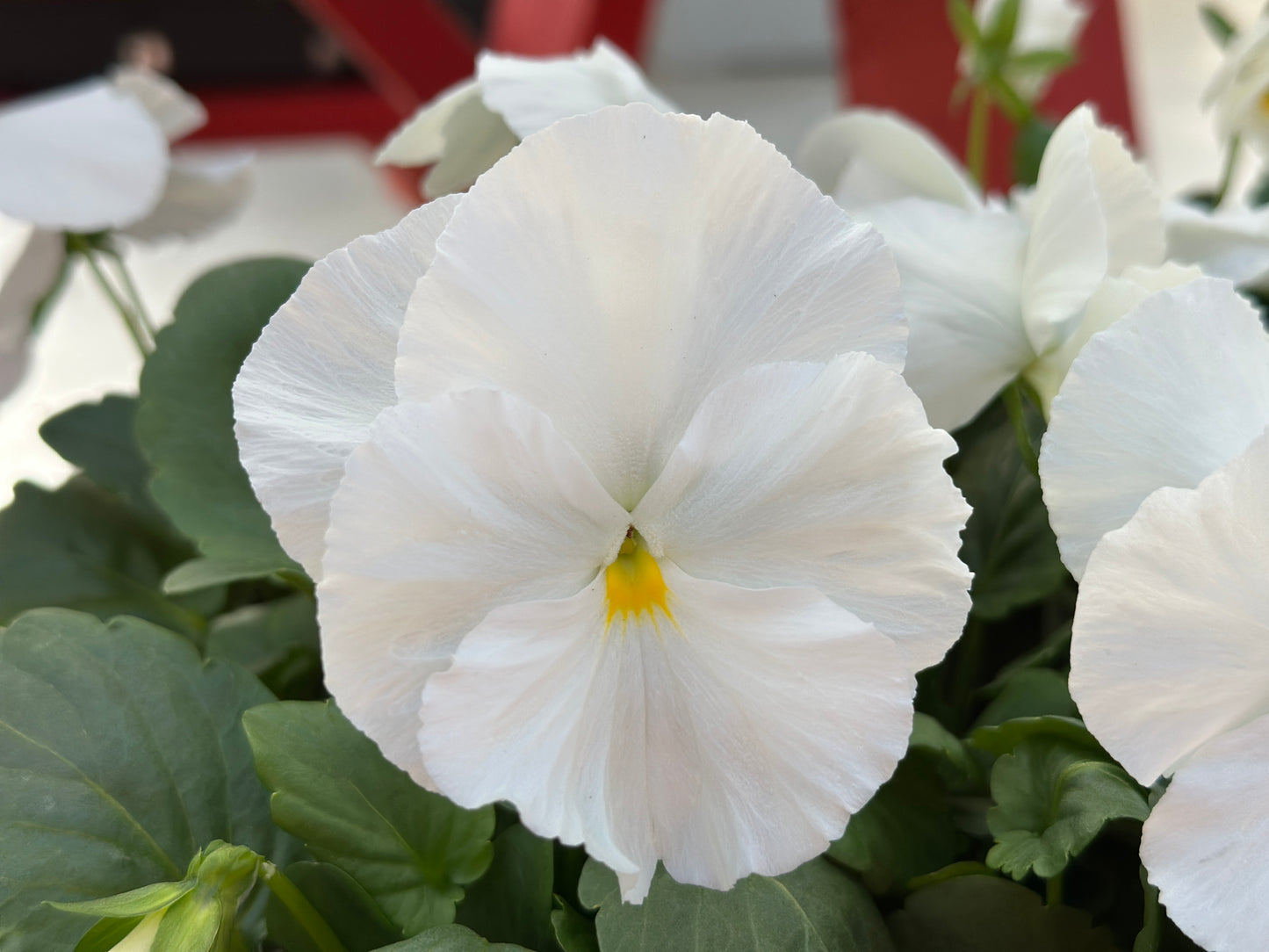 PANSY MATRIX WHITE - FLAT OF 48 PLANTS
