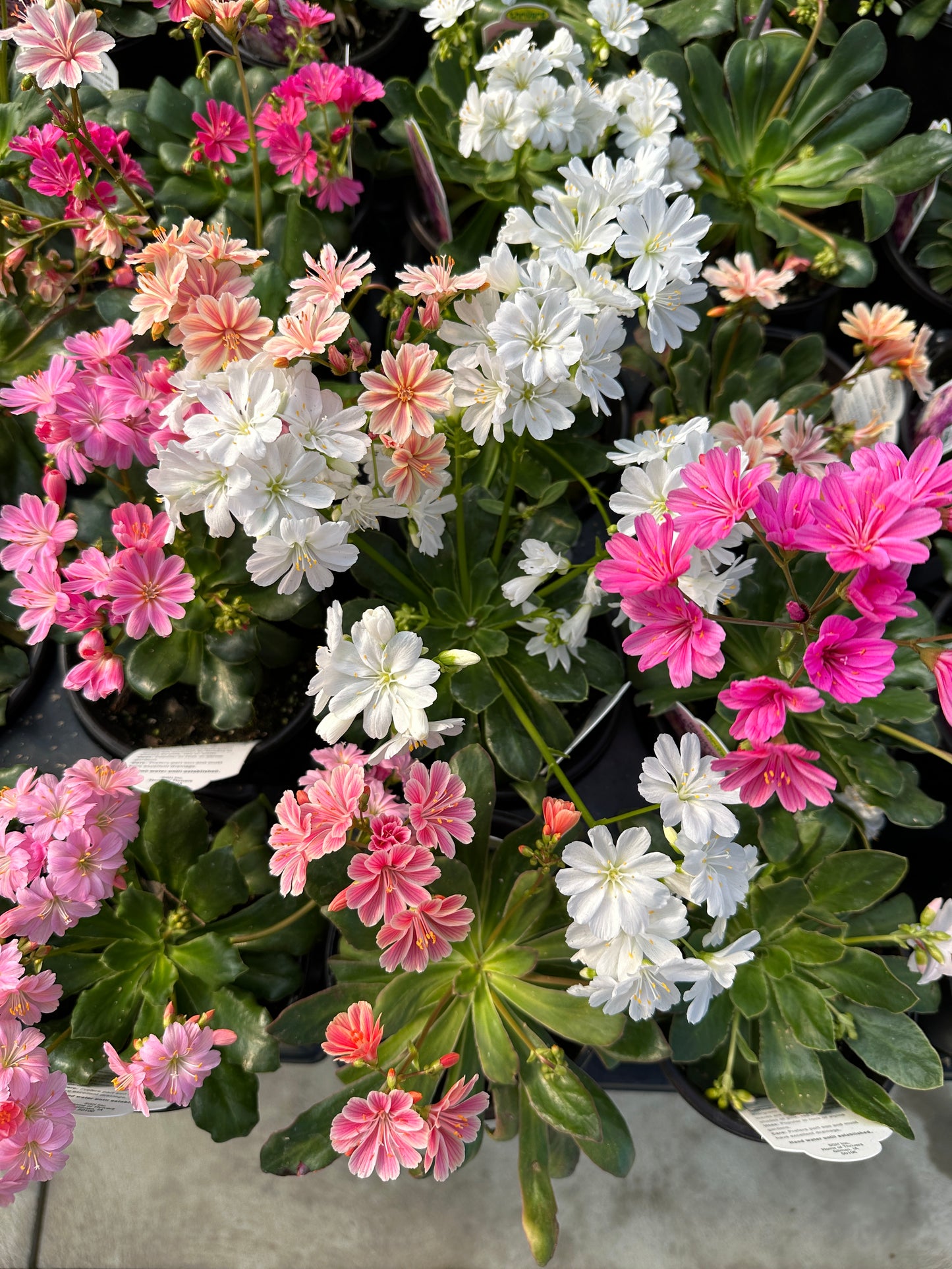 LEWISIA COTYLEDON RAINBOW HYBRIDS MIX - QUART POT