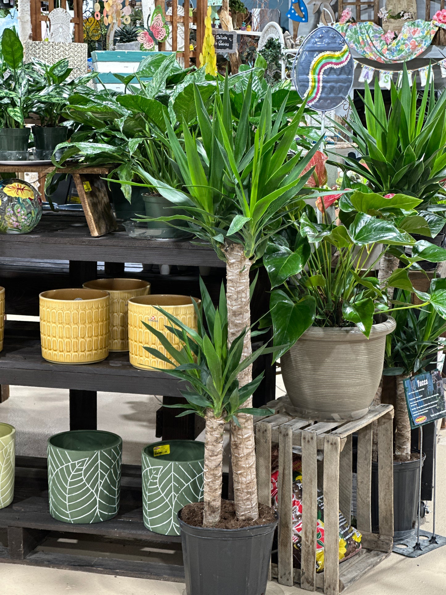 10'' Yucca Cane Tree