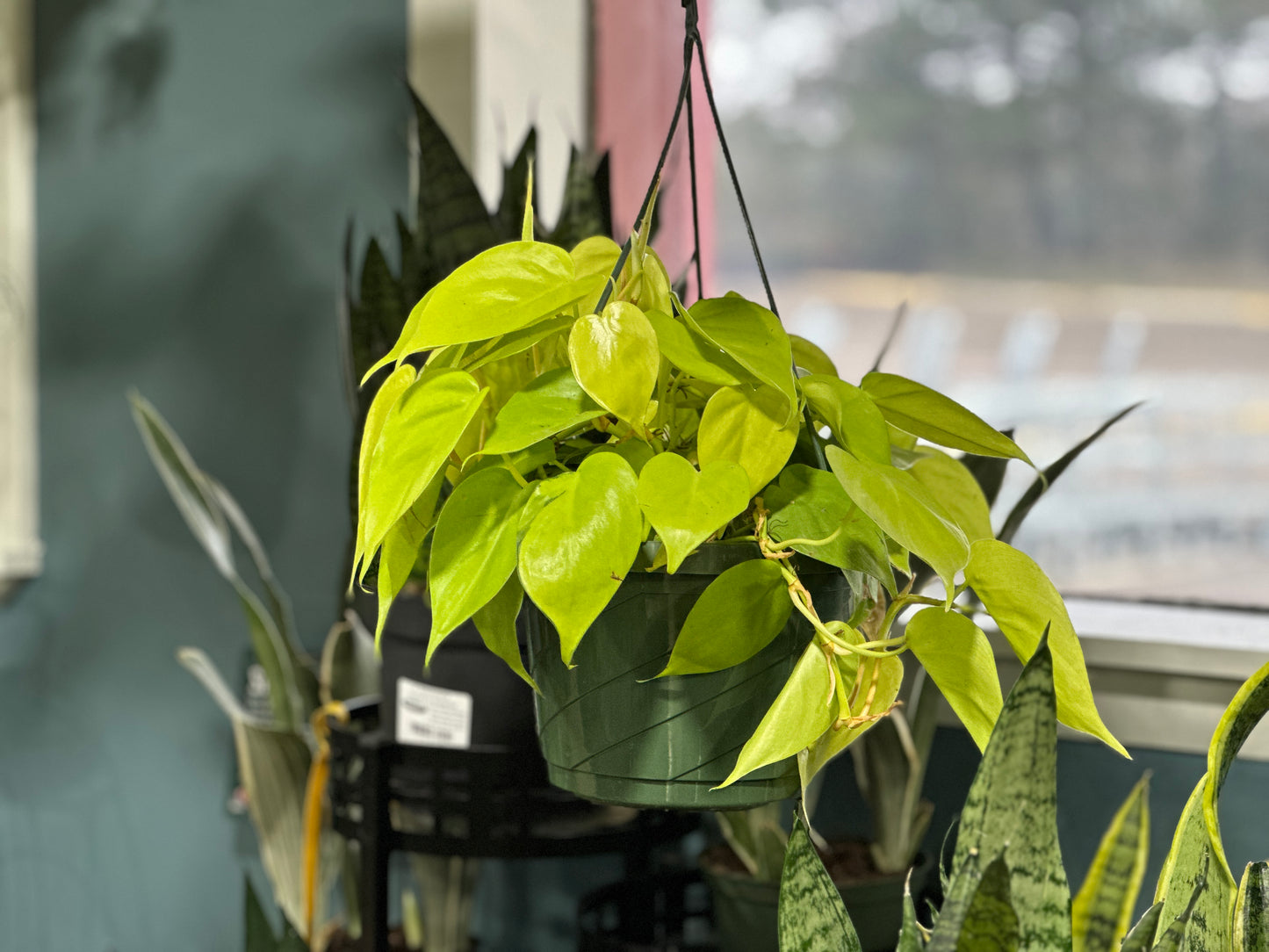 8'' Philodendron Lemon Lime Hanging Basket
