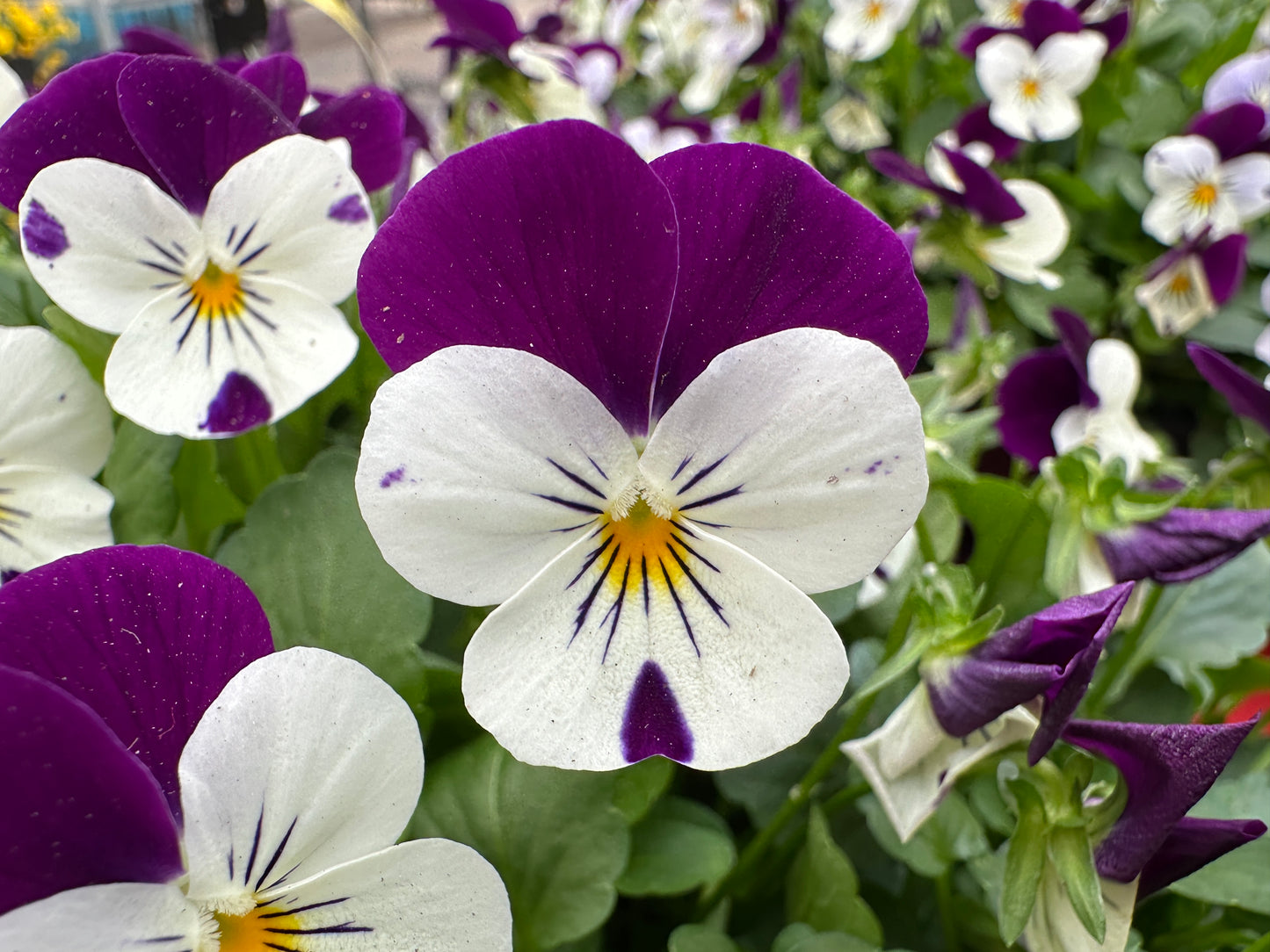 VIOLA SORBET WHITE JUMP UP XP - FLAT OF 48 PLANTS