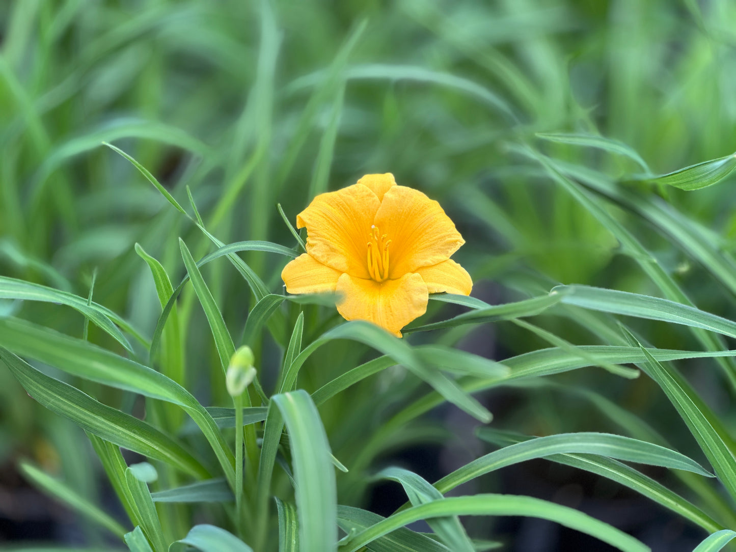 Hemerocallis 'Stella D'Oro'