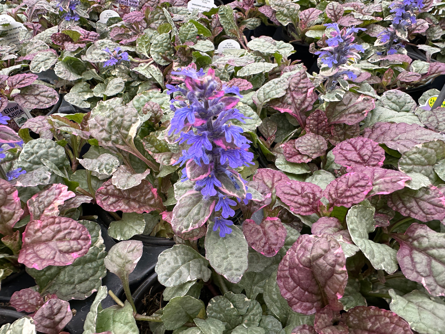 Ajuga 'Burgundy Glow' (GC)