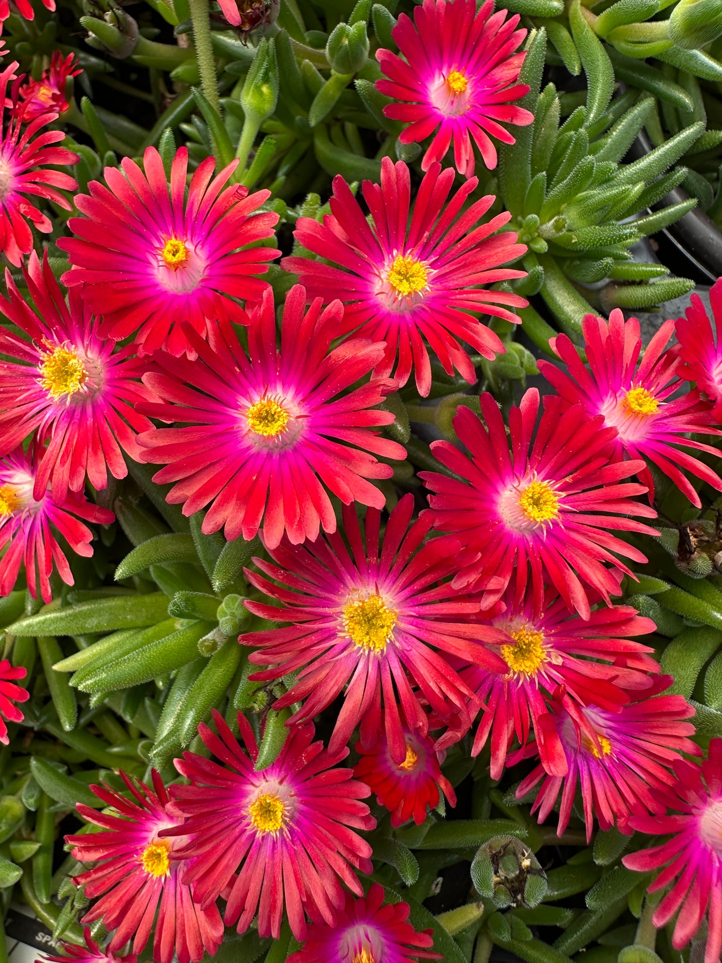 DELOSPERMA JEWEL OF THE DESERT GARNET - QUART POT