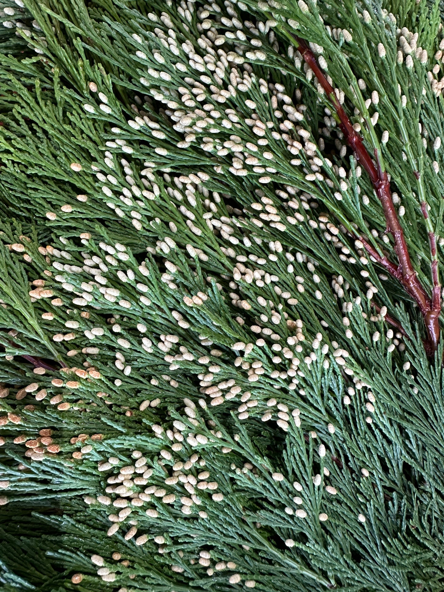 Budded Incense Cedar Bundle (Xmas)