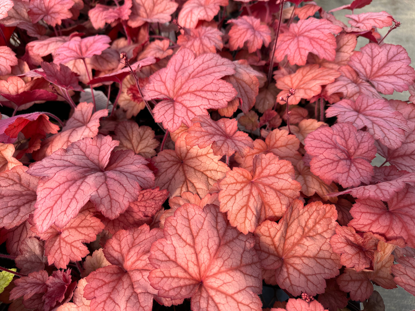 Heuchera 'Georgia Peach'